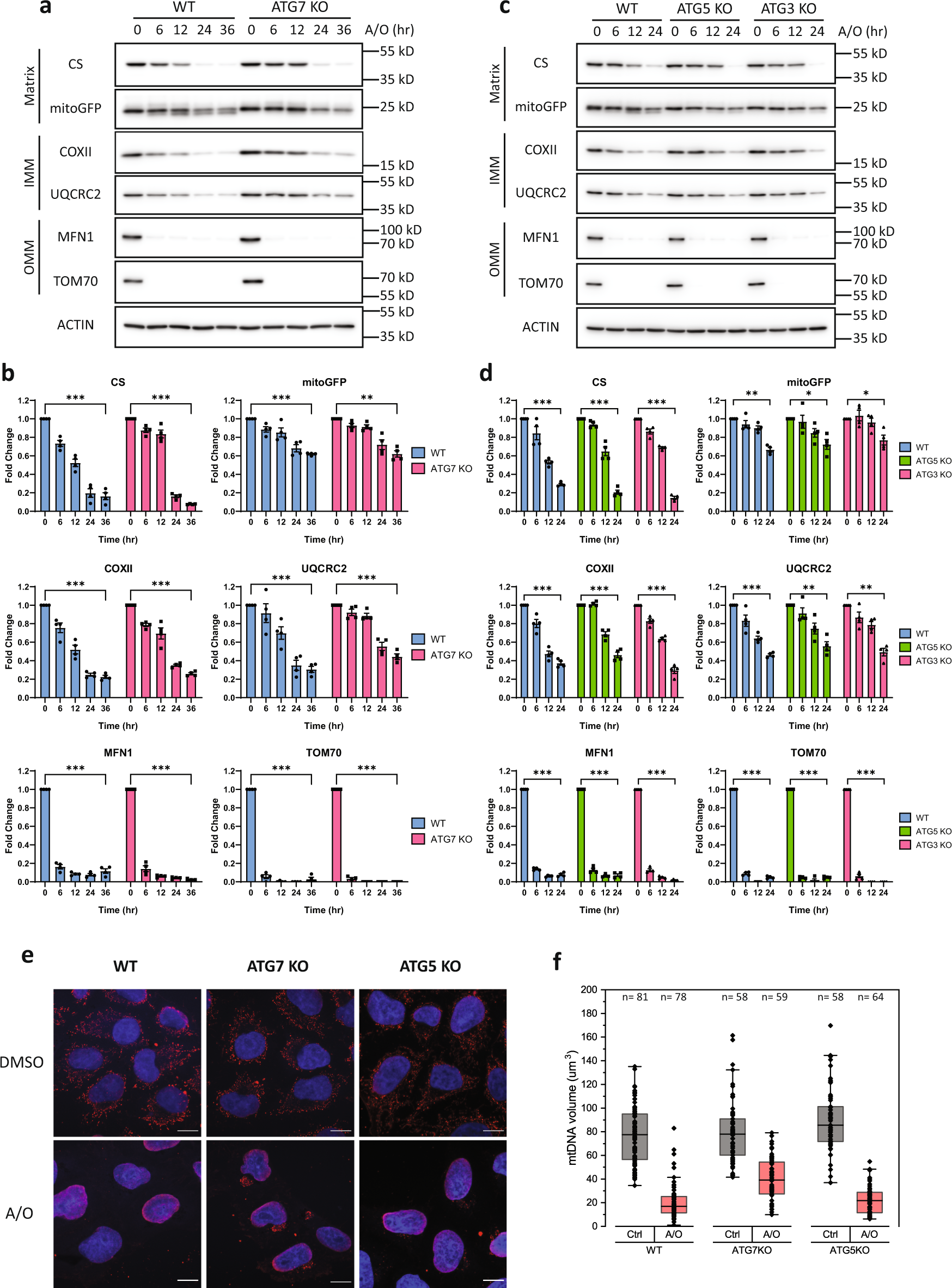 Fig. 1: The mATG8-conjugation system is not required for PINK1–Parkin-mediated mitochondria clearance.