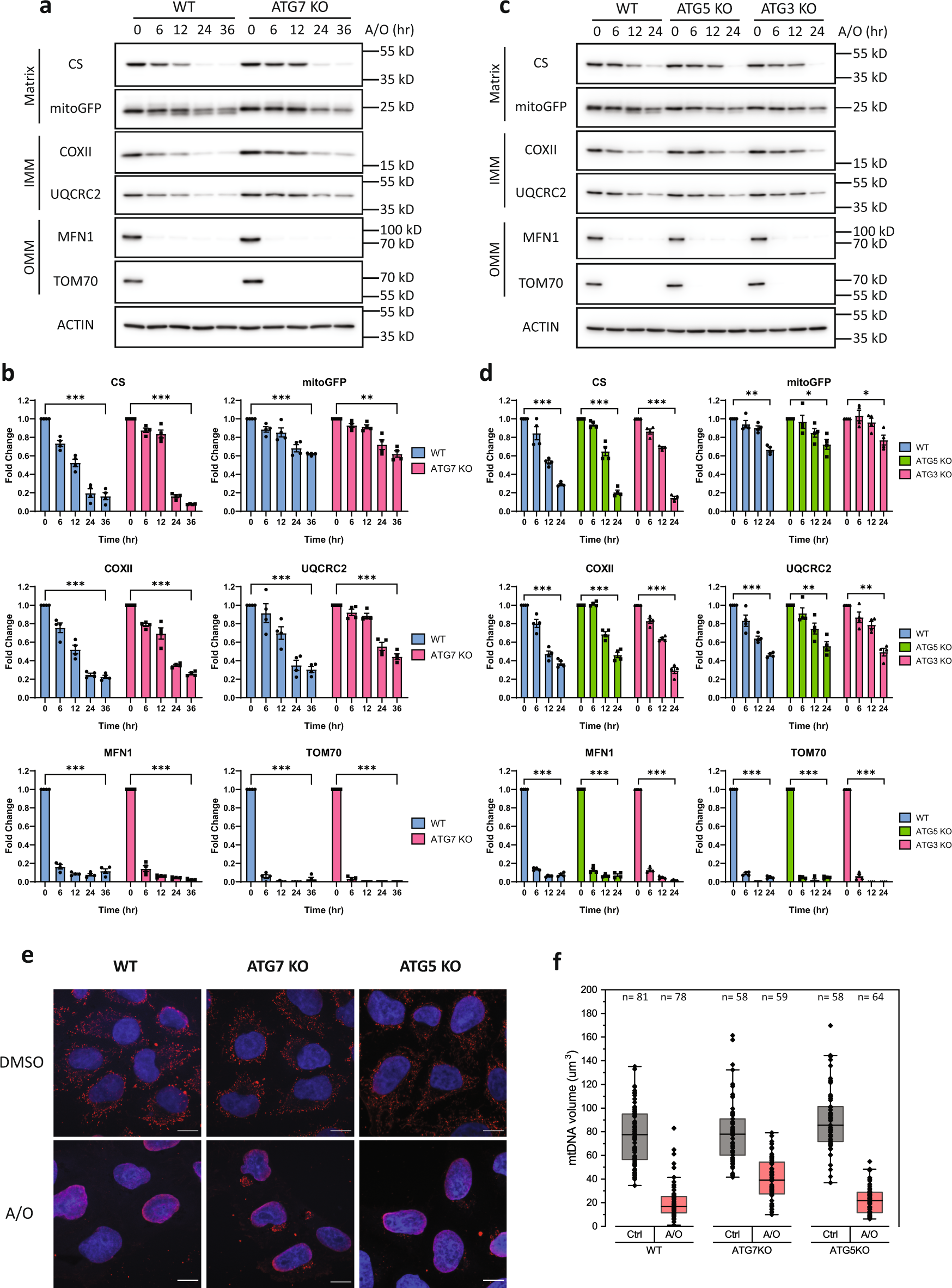 A degradative to secretory autophagy switch mediates mitochondria clearance  in the absence of the mATG8-conjugation machinery | Nature Communications