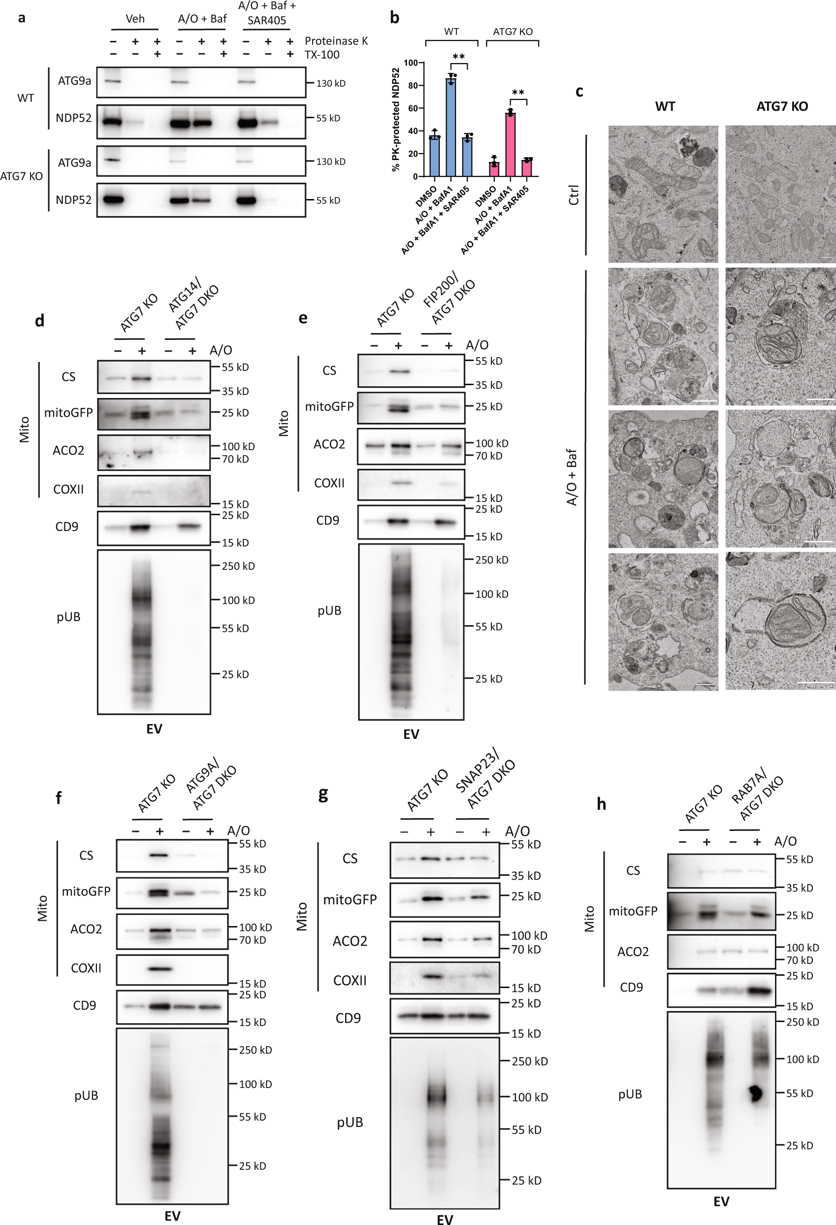 Fig. 5: ATG7-independent mitochondria secretion occurs via secretory autophagy.