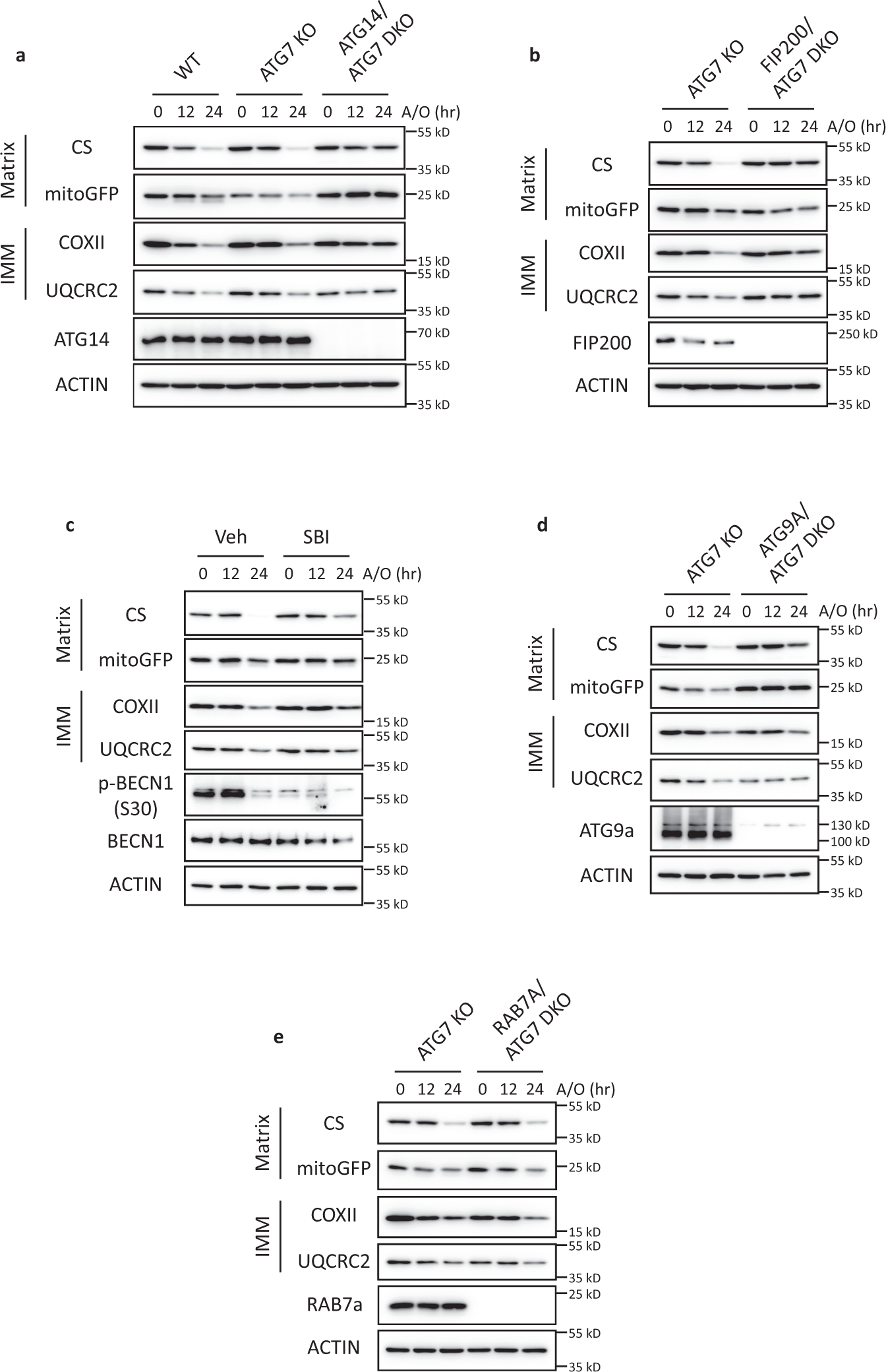 Fig. 6: ATG7-independent mitochondria clearance is impaired when autophagic secretion of mitochondria is inhibited.