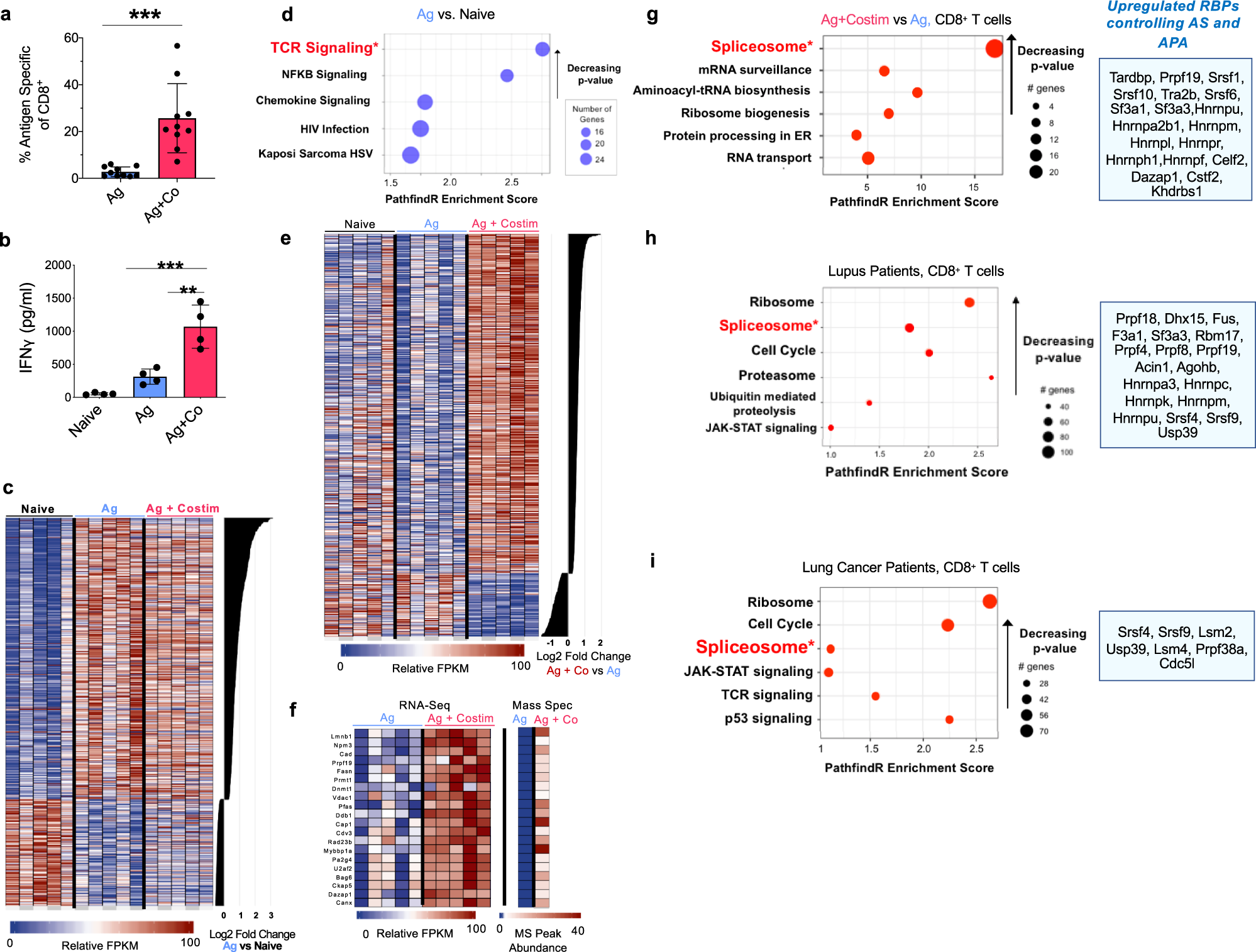 Optimal CD8+ T cell effector function requires costimulation-induced  RNA-binding proteins that reprogram the transcript isoform landscape |  Nature Communications