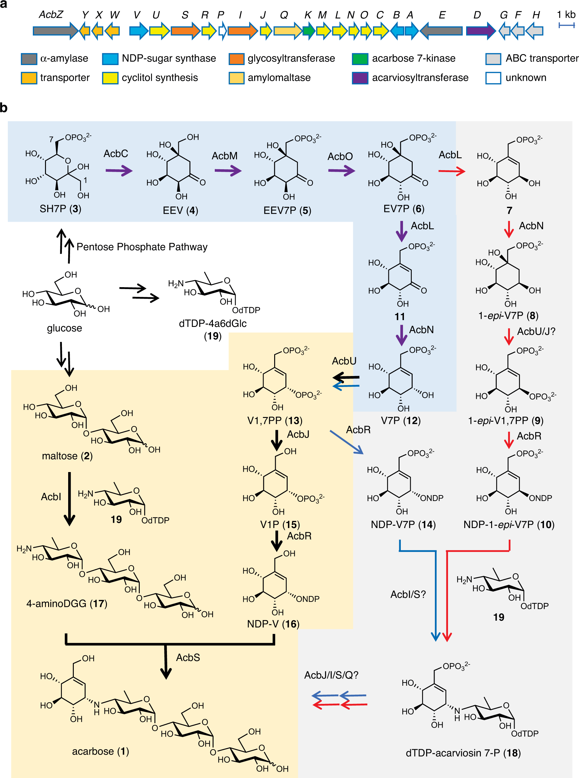 Complete biosynthetic pathway to the antidiabetic drug acarbose | Nature  Communications