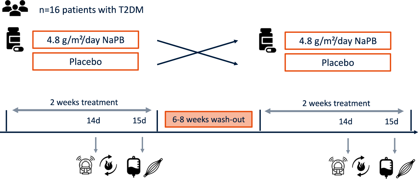 A Randomized Placebo Controlled Clinical Trial For Pharmacological Activation Of aa Catabolism In Patients With Type 2 Diabetes Nature Communications
