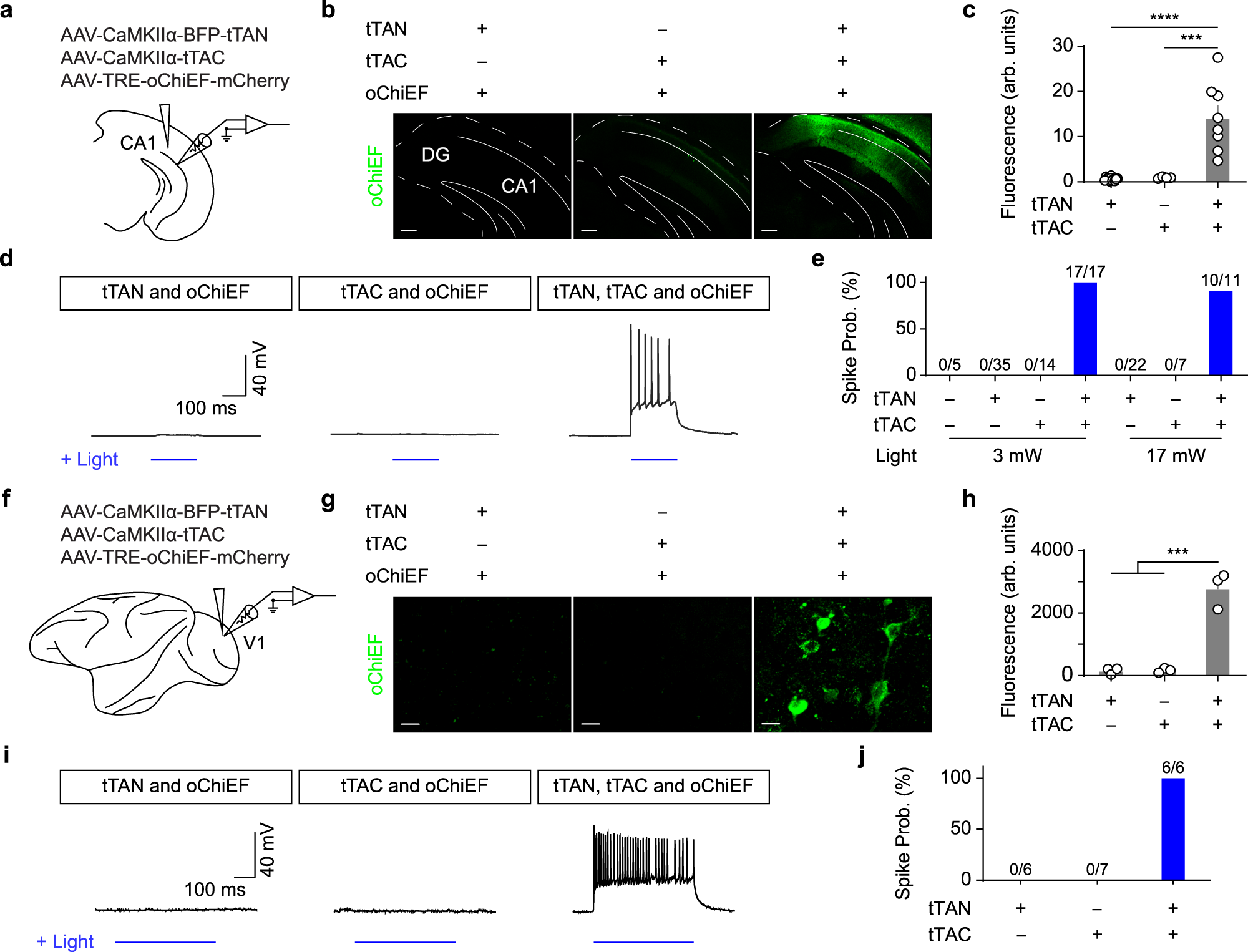 Fig. 2: The IBIST-based optogenetic excitation.
