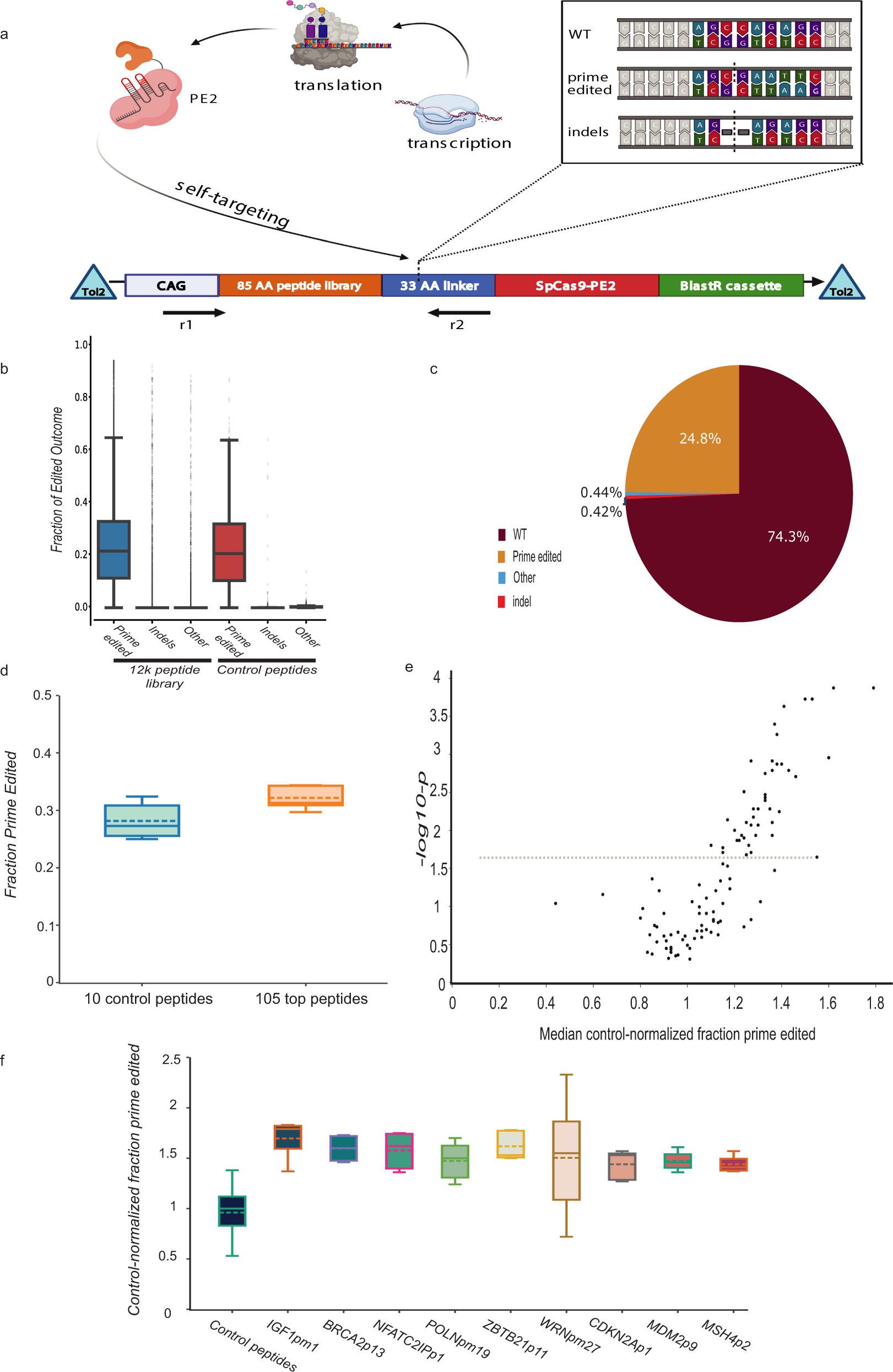 Peptide fusion improves prime editing efficiency | Nature Communications