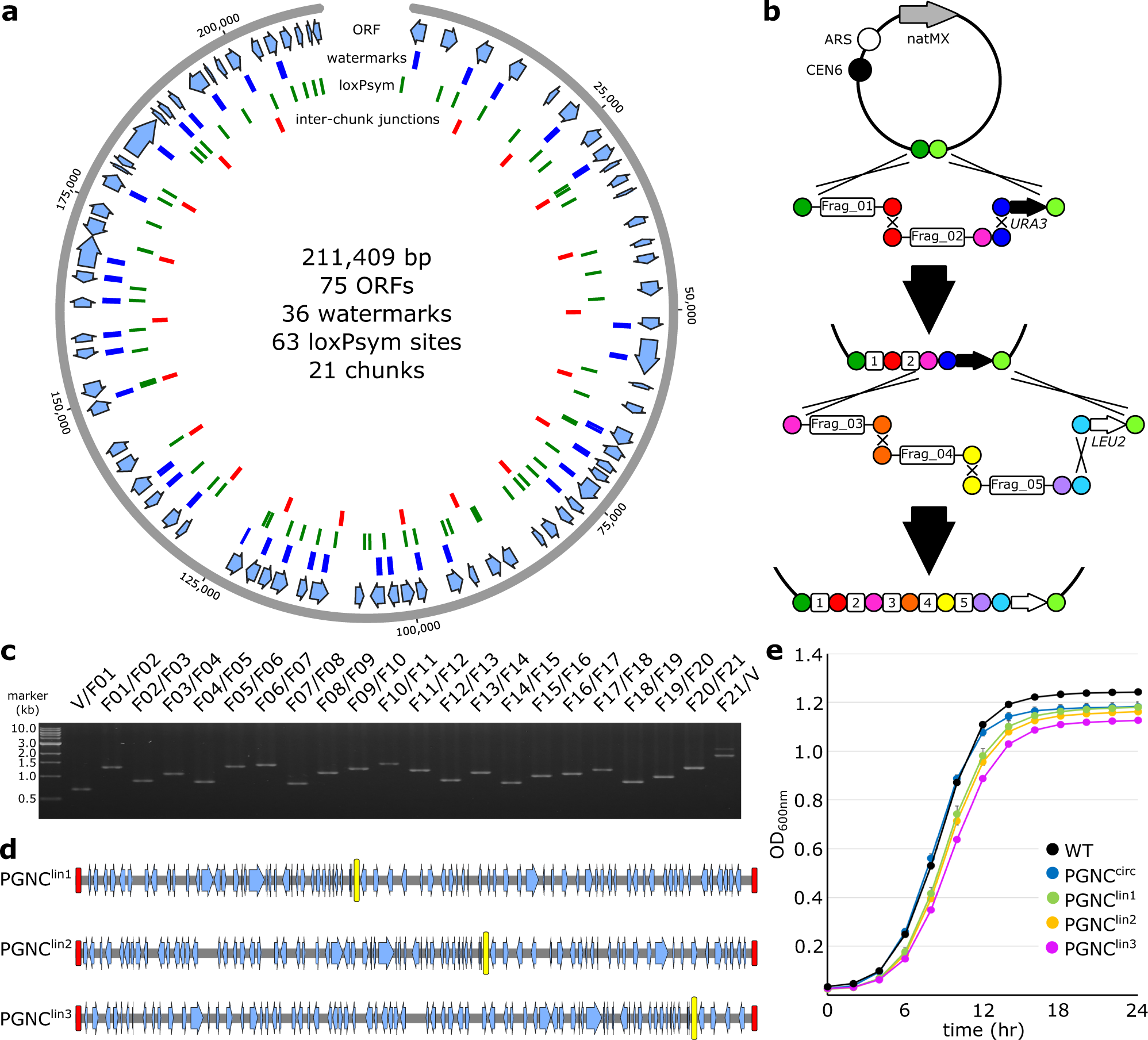 Fig. 1: Construction of a yeast pan-genome neo-chromosome.