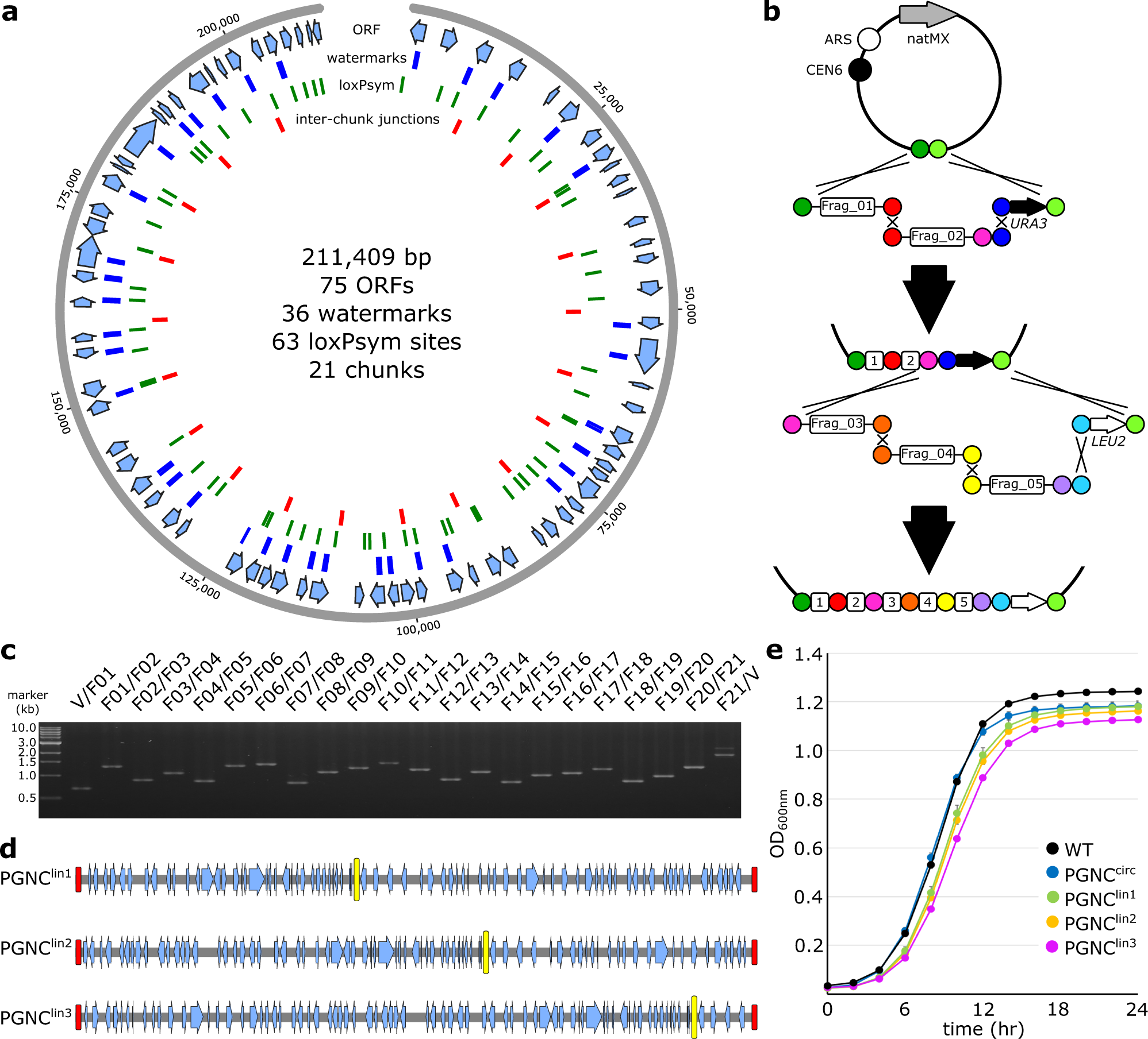 Construction of a synthetic Saccharomyces cerevisiae pan-genome  neo-chromosome | Nature Communications