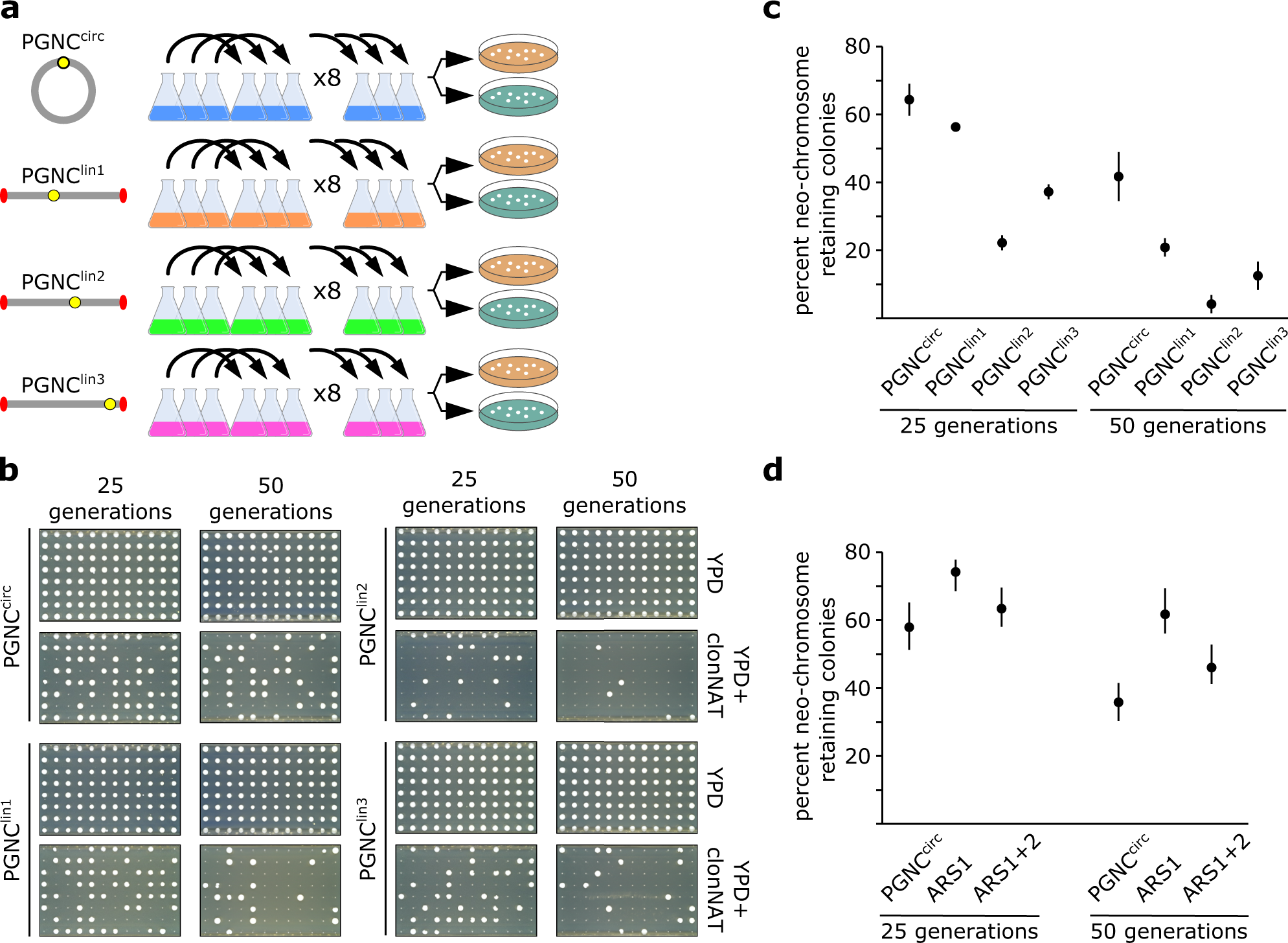 Fig. 2: Mitotic stability of the PGNC in the absence of selection.