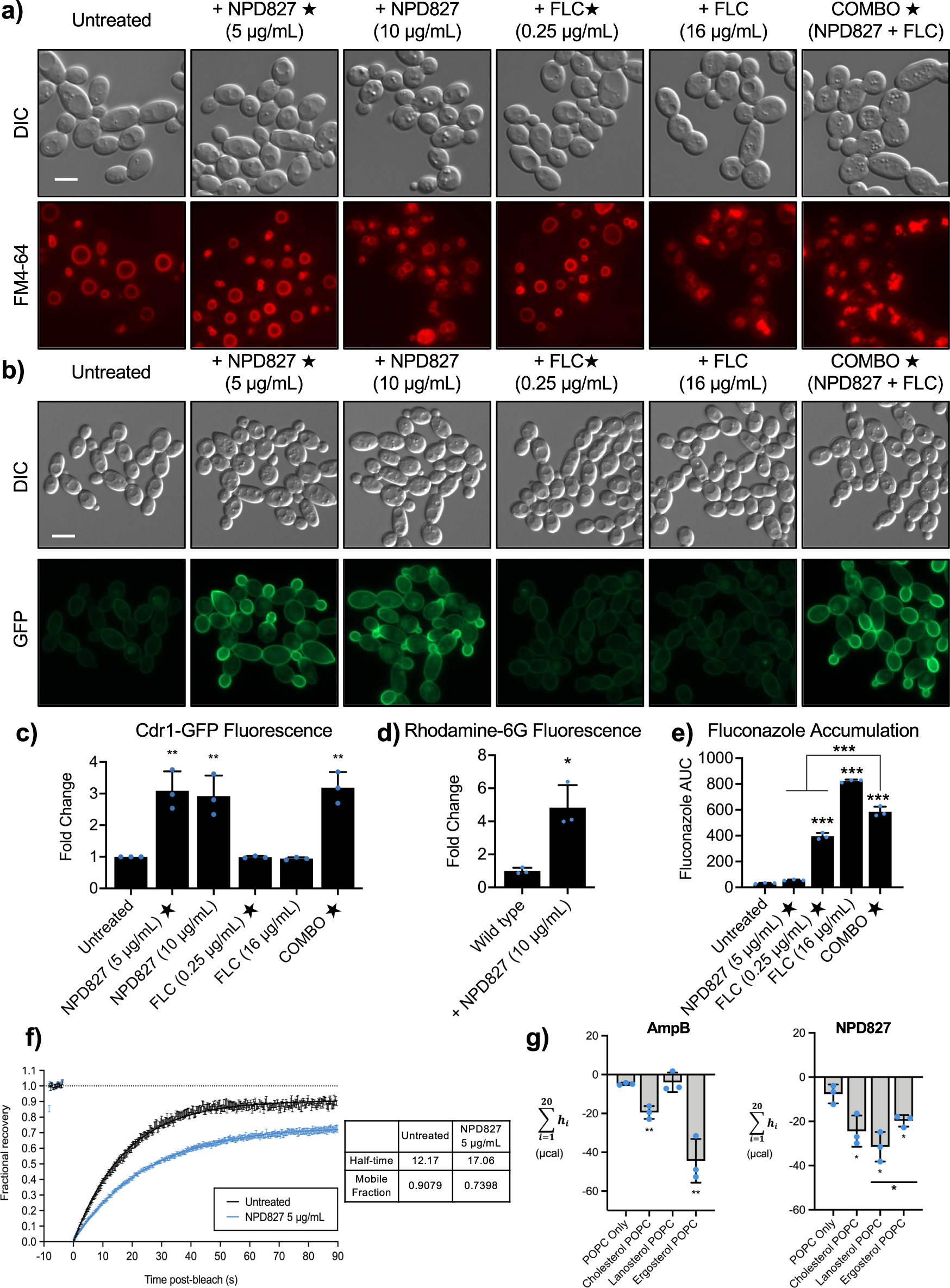 Fig. 5: NPD827 alters membrane dynamics and perturbs multi-drug efflux.