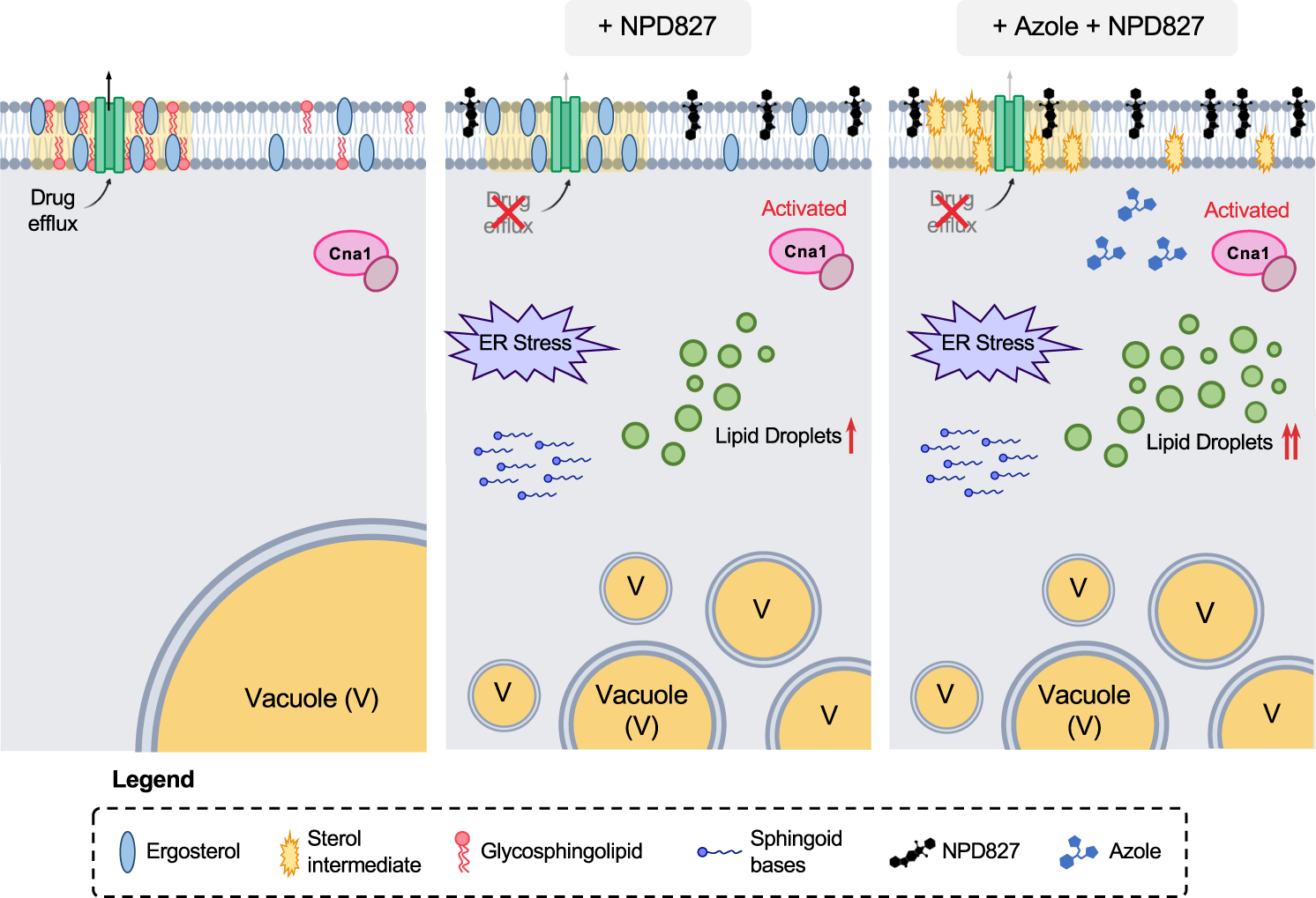 Fig. 8: Model of NPD827 mechanism of action.
