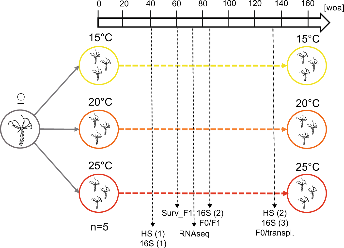 Fig. 1: Experimental setup.