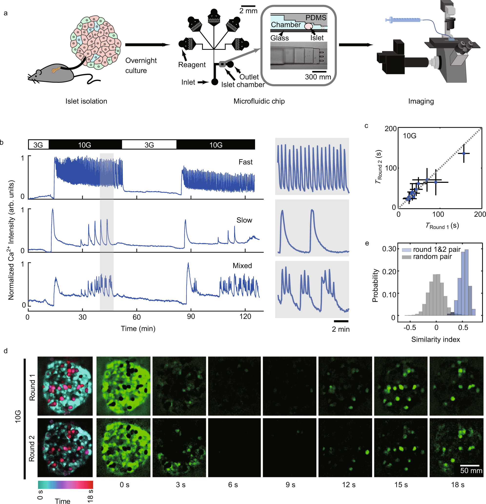 Pancreatic α and β cells are globally phase-locked