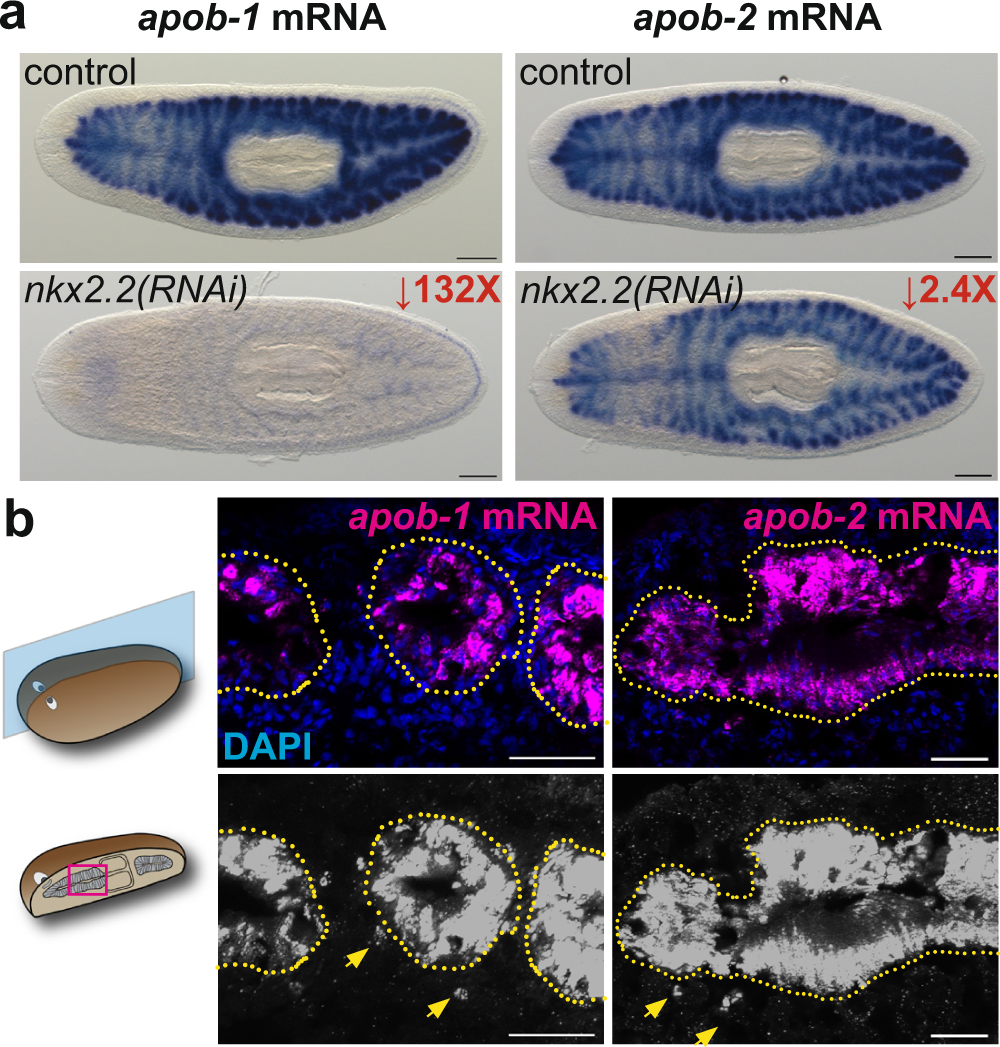 Intestine Enriched Apolipoprotein B Orthologs Are Required For Stem Cell Progeny Differentiation And Regeneration In Planarians Nature Communications Intestine Enriched Apolipoprotein B Orthologs Are Required For Stem Cell Progeny Differentiation And Regeneration In Planarians Nature Communications