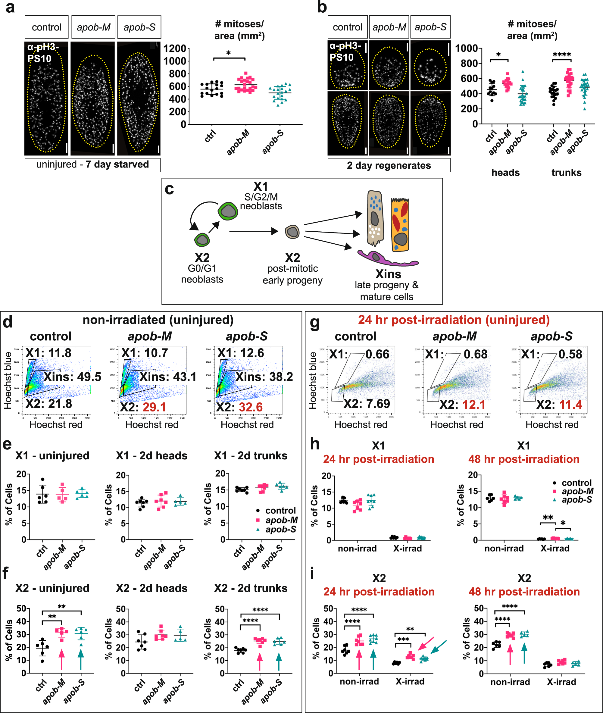 Fig. 4: apob inhibition causes accumulation of neoblast progeny.