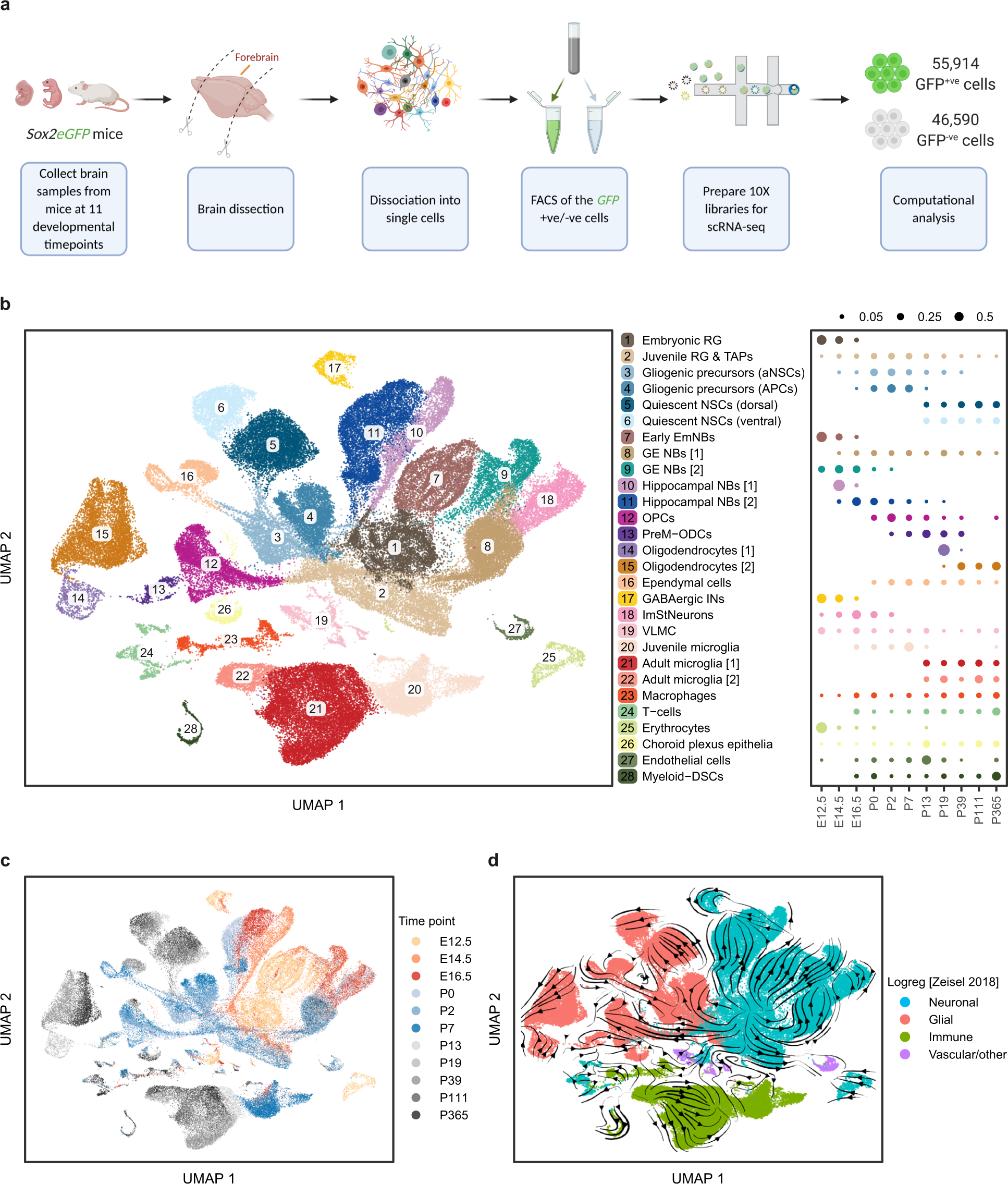 Fig. 1: A comprehensive single-cell atlas of precursor cells across cortical development.