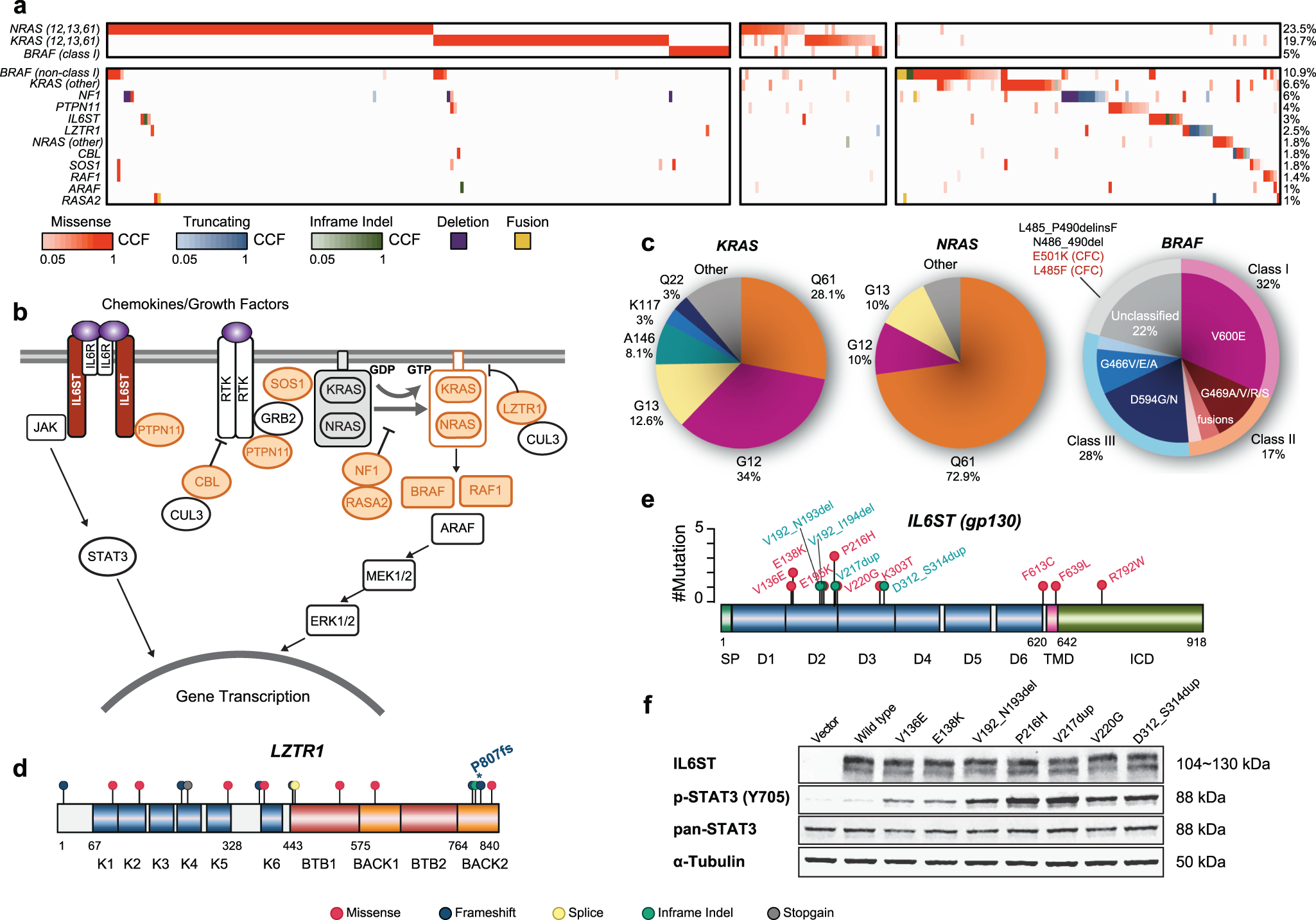 Fig. 3: Alterations of the RAS-MAPK and JAK-STAT3 pathway in relapsed refractory multiple myeloma.