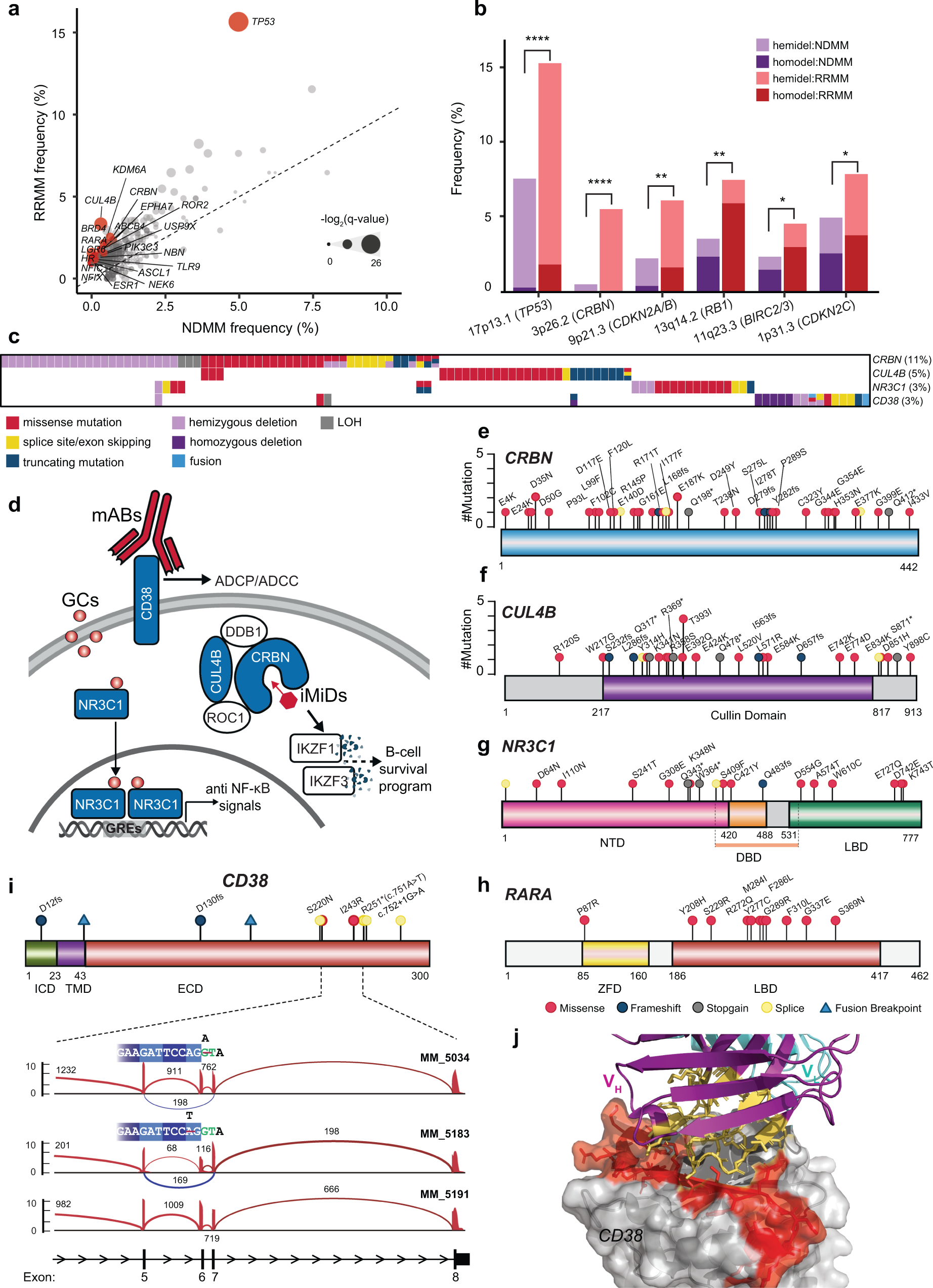 Fig. 4: Alterations enriched in relapsed refractory multiple myeloma associated with drug resistance or disease progression.