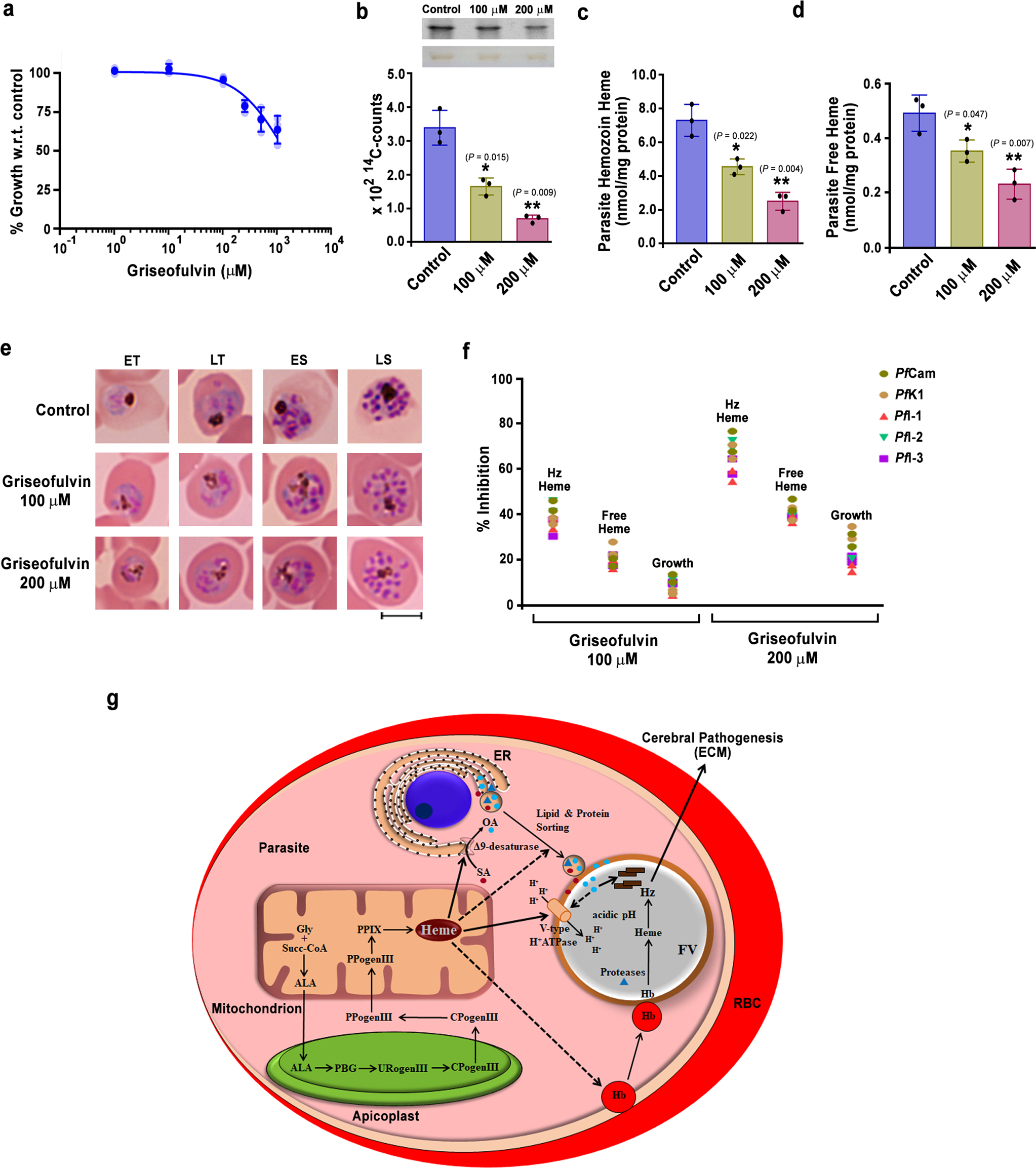 Fig. 10: Effect of griseofulvin on Pf parasites and model depicting the role of de novo heme in regulating FV integrity and Hz formation.