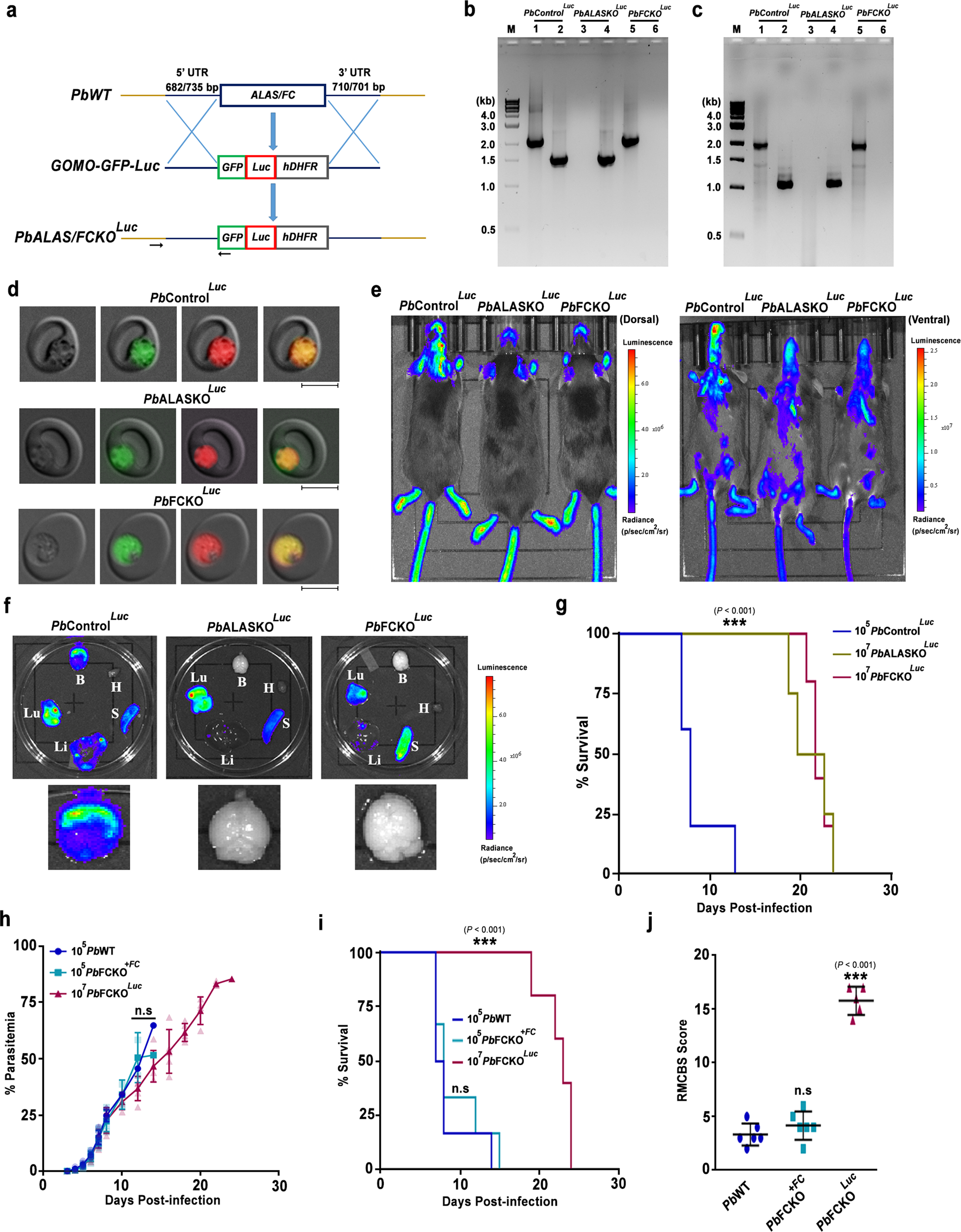 Fig. 2: Generation of Luc-expressing heme pathway KO parasites, in vivo bioluminescence imaging of infected mice and genetic complementation.