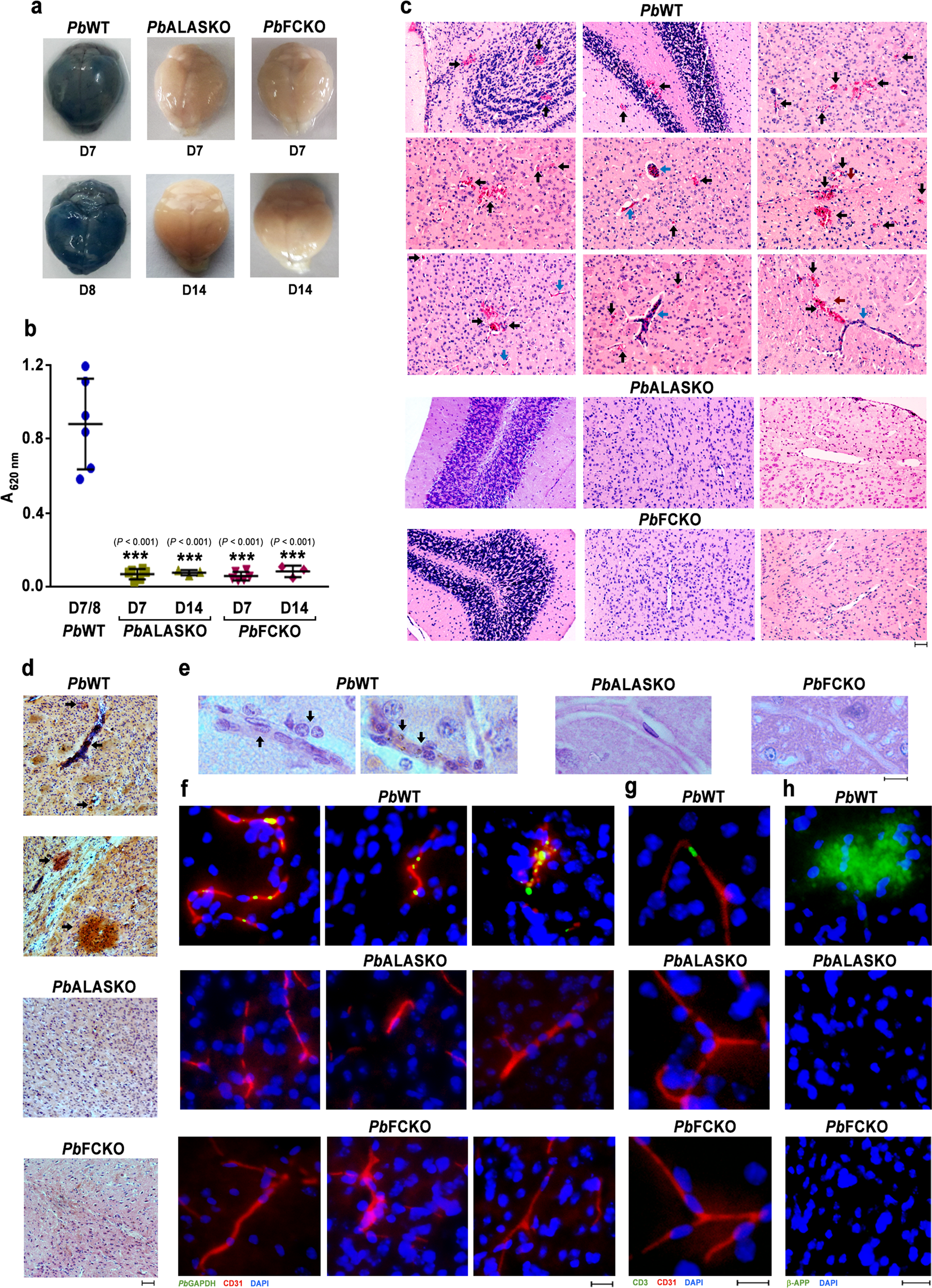 Fig. 3: Assessment of cerebral pathology in heme pathway KO parasite-infected mice.