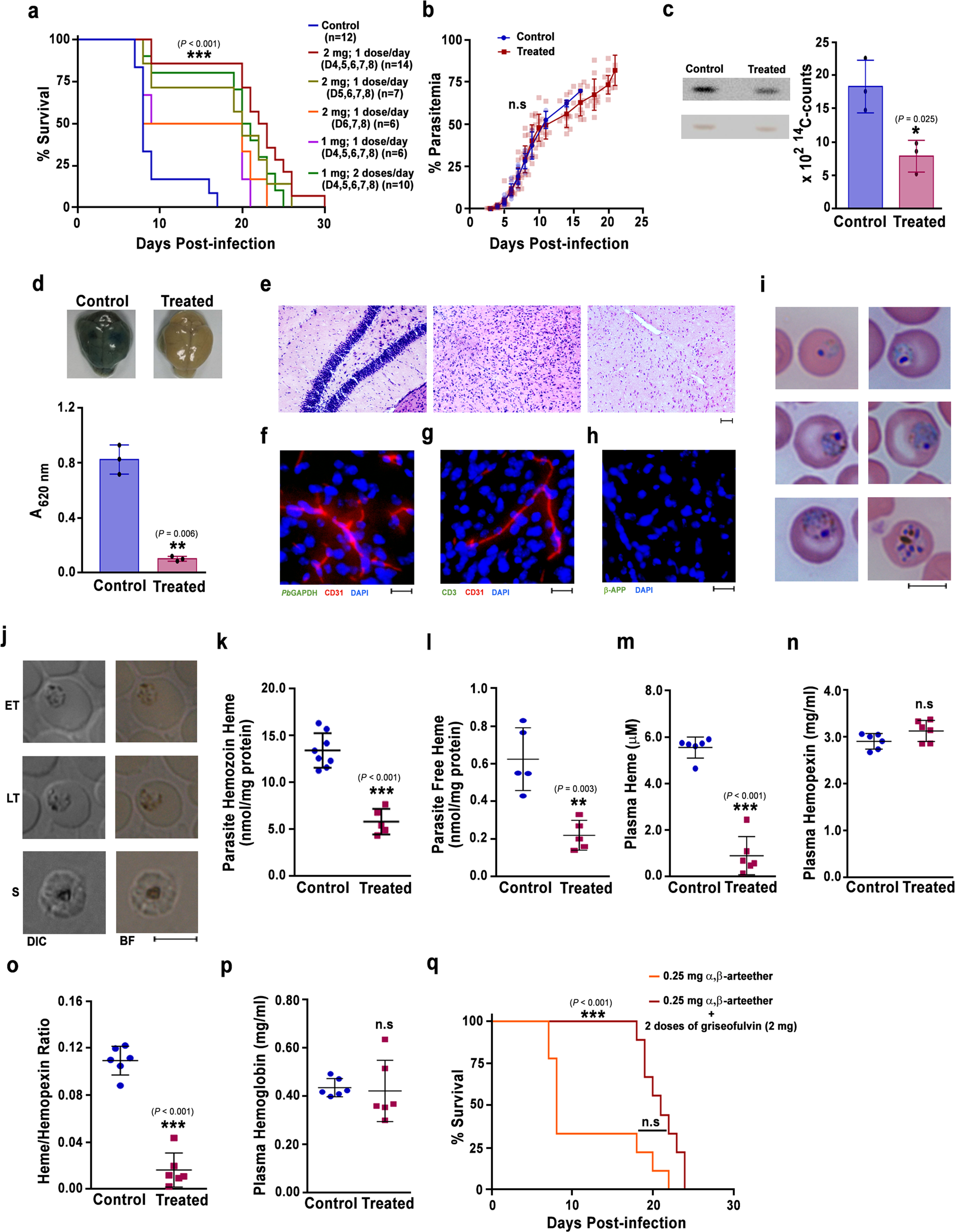 Fig. 9: Effect of griseofulvin treatment on CM pathogenesis.