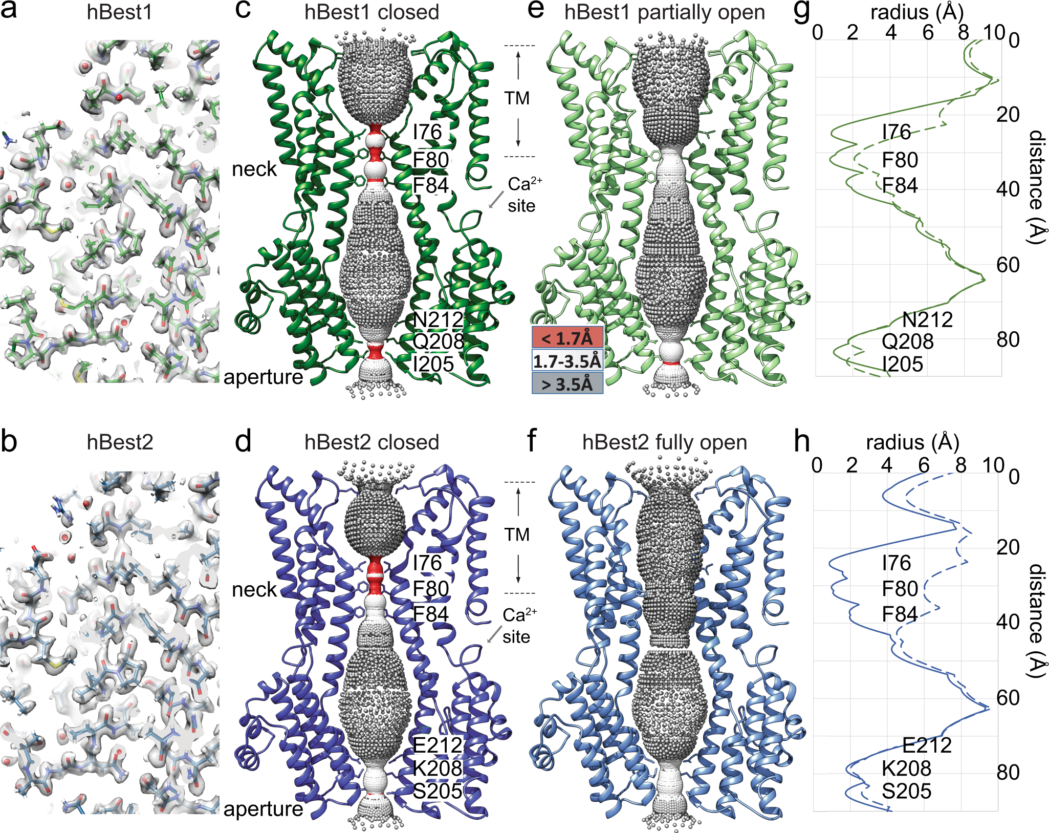 Structures And Gating Mechanisms Of Human Bestrophin Anion Channels Nature Communications