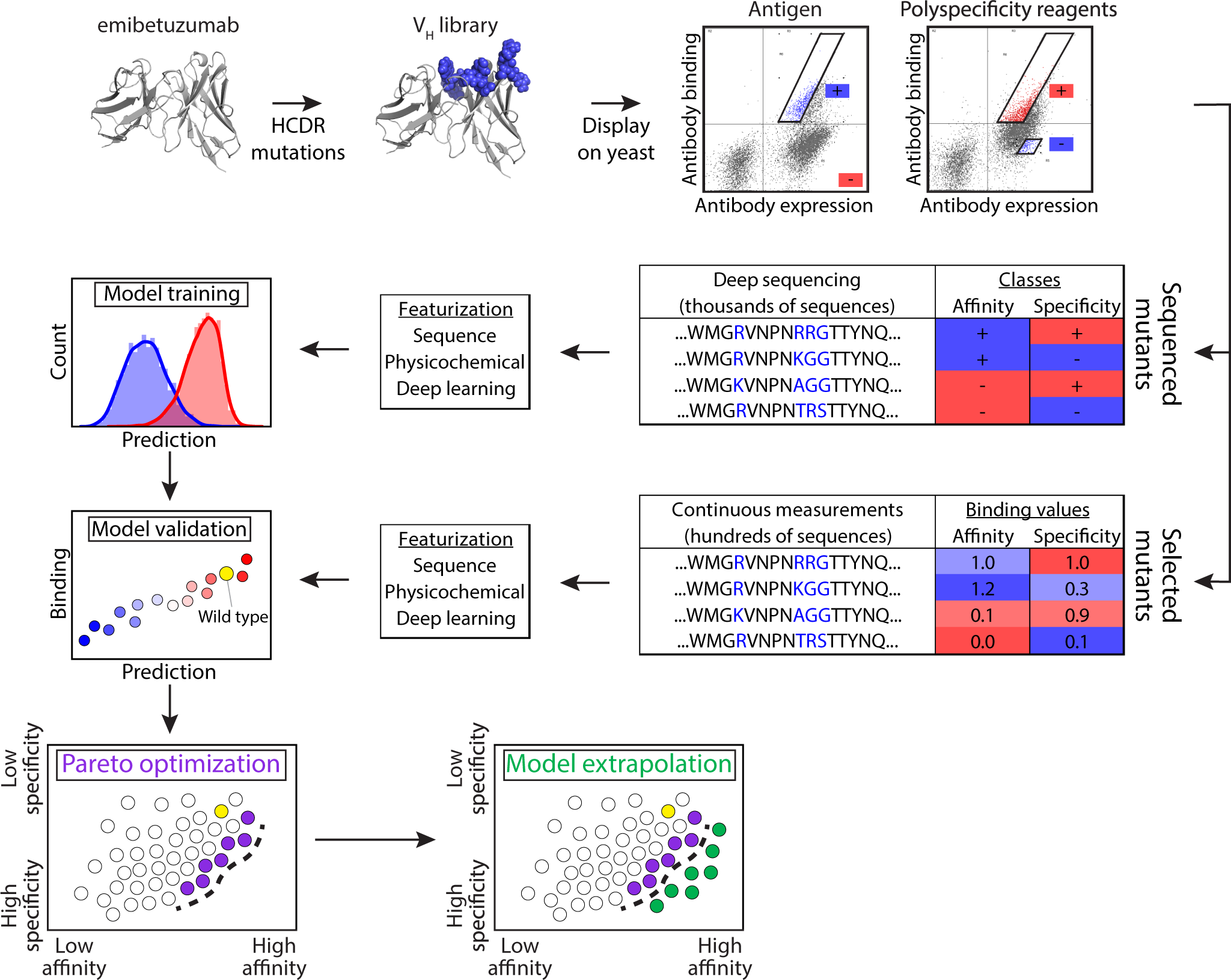 A Versatile Synthetic Affinity Probe Reveals Inhibitory Synapse  Ultrastructure and Brain Connectivity** - Khayenko - 2022 - Angewandte  Chemie International Edition - Wiley Online Library