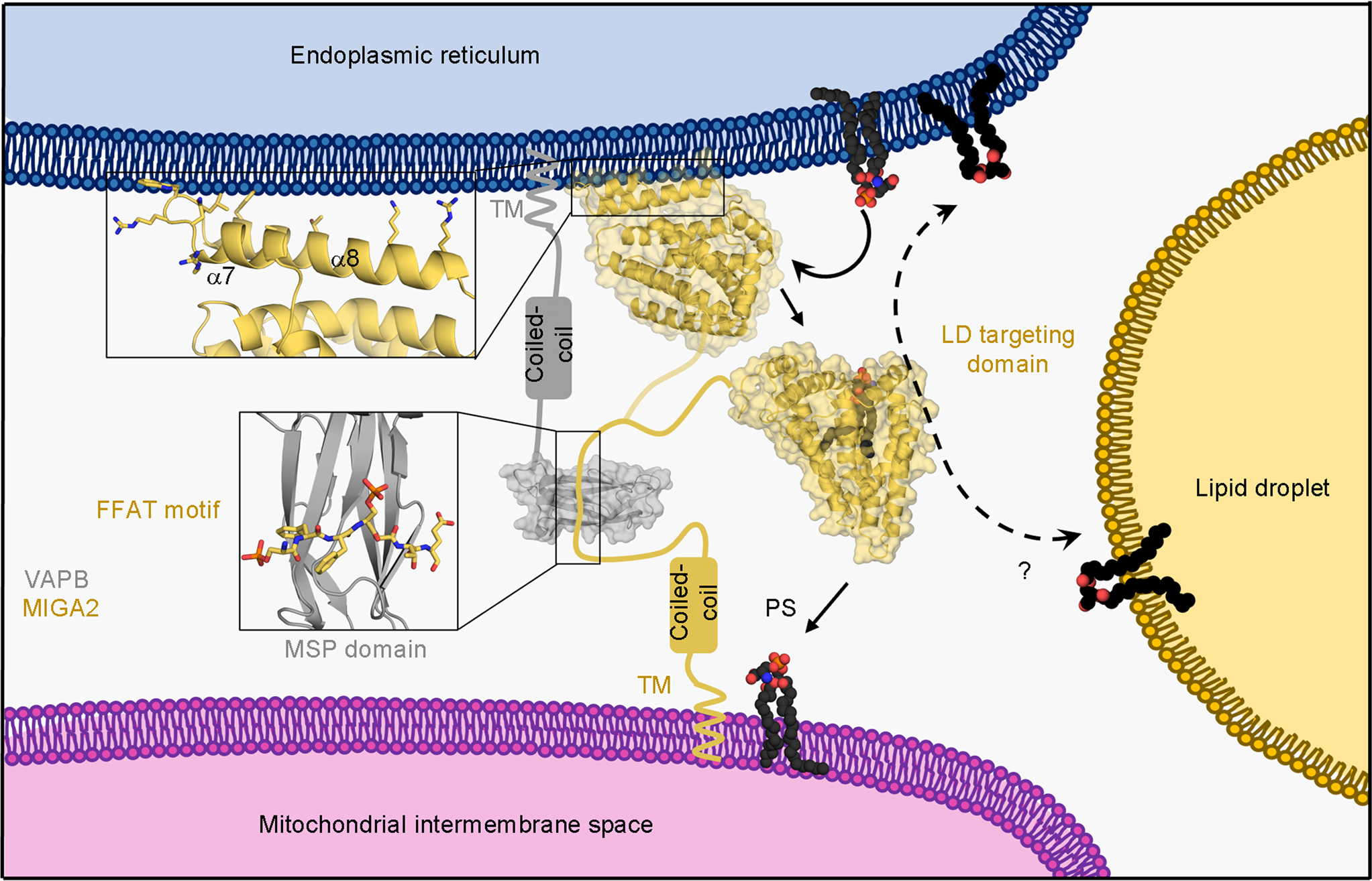 Fig. 7: Putative working model of MIGA2 at the ERMCS.