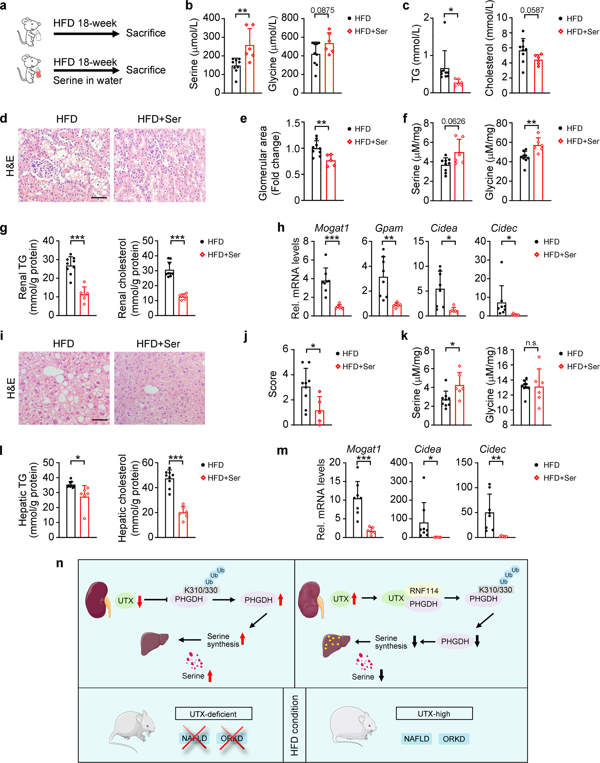 Fig. 10: Serine suppressed renal and hepatic lipid accumulation in HFD-fed mice.