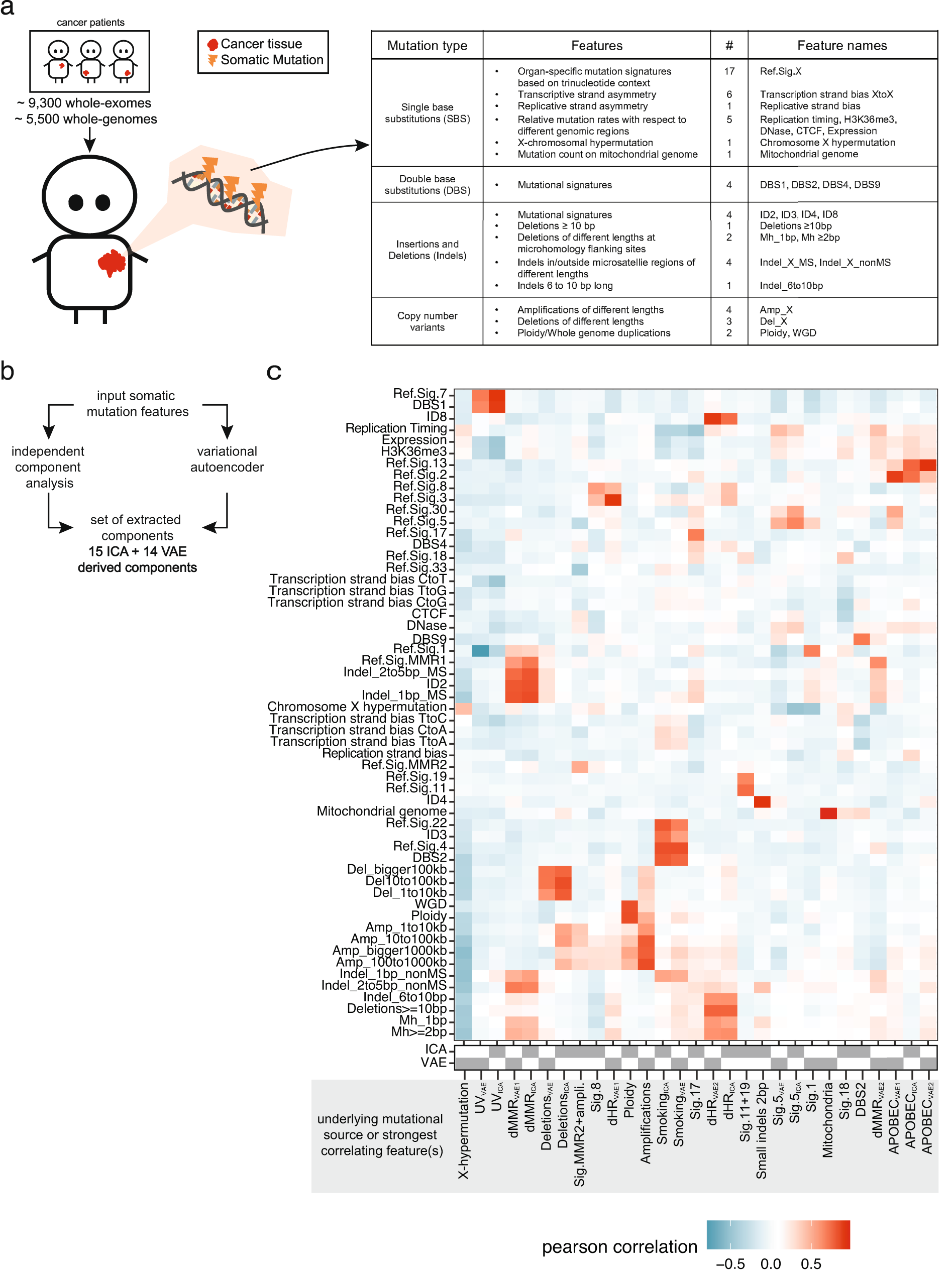 PDF) Identification of de novo EP300 and PLAU variants in a