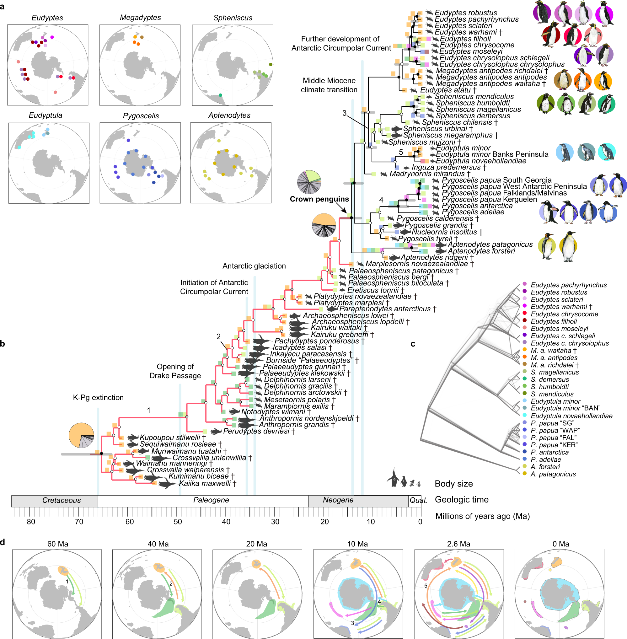 Genomic insights into the secondary aquatic transition of penguins | Nature  Communications