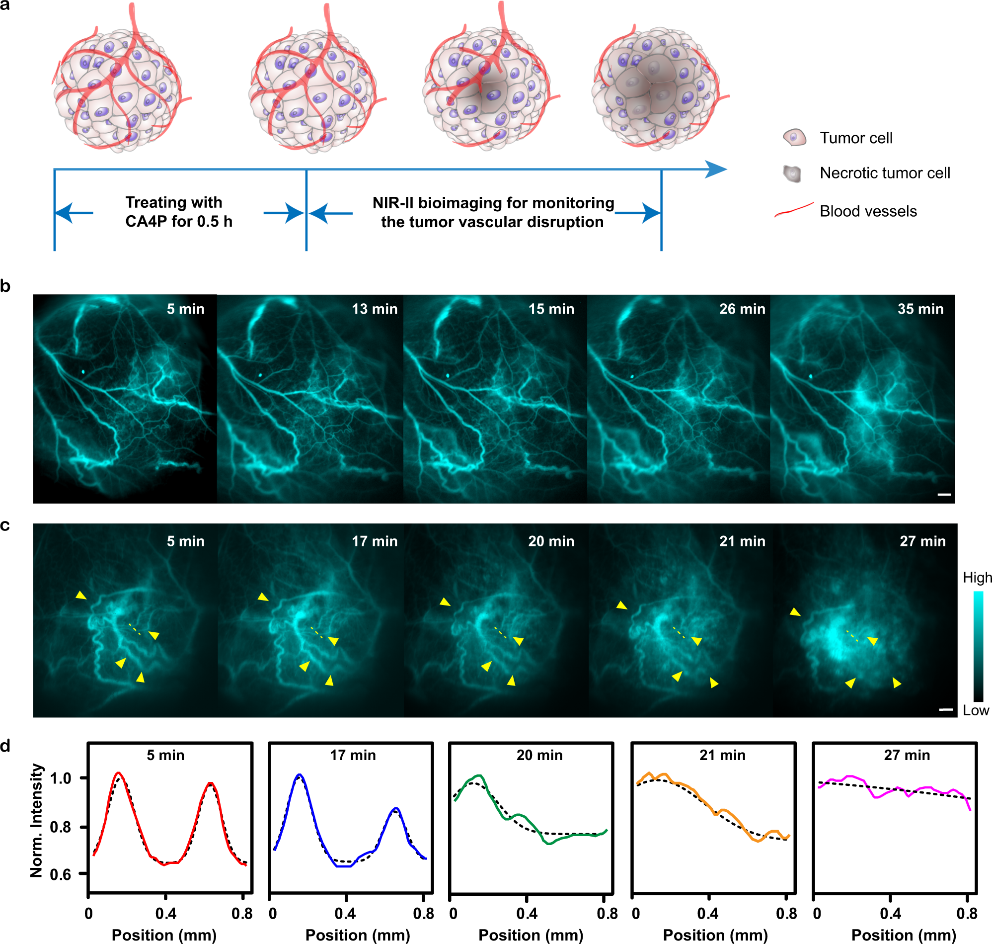 Fig. 6: Real-time monitoring of the tumor vascular disruption after treatment with combretastatin A4 phosphate (CA4P).