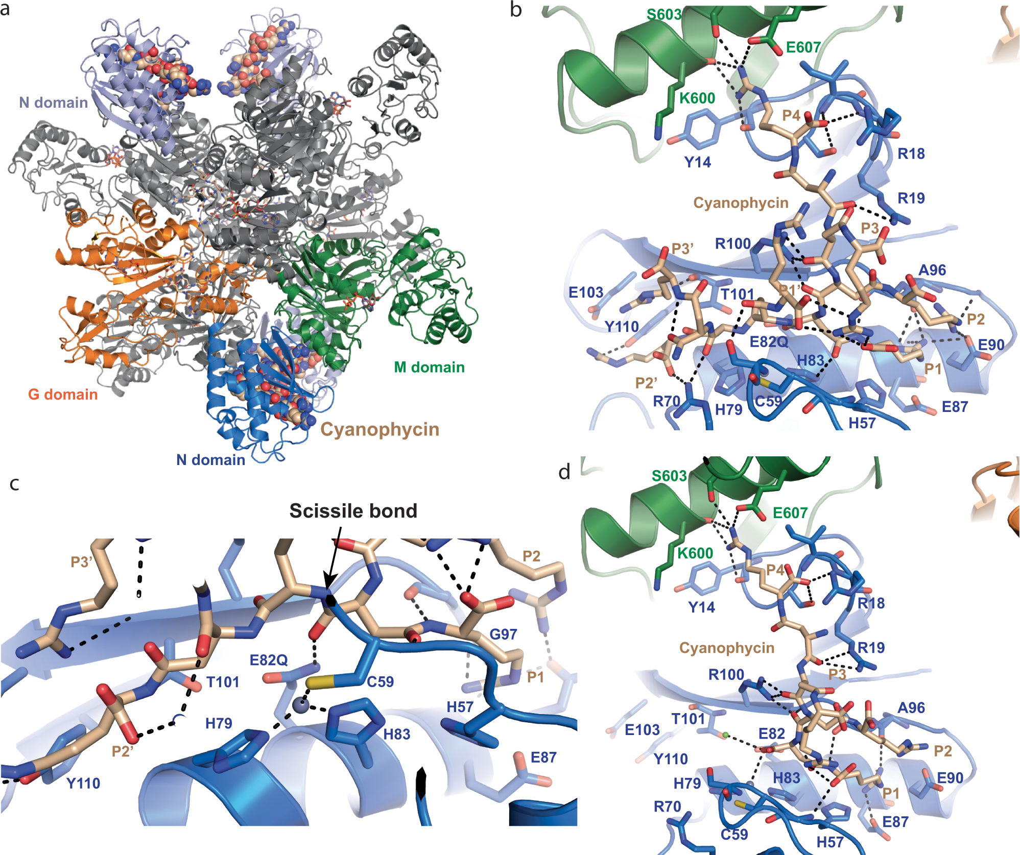 Fig. 3: The structure of SuCphA1 N domain with bound cyanophycin.