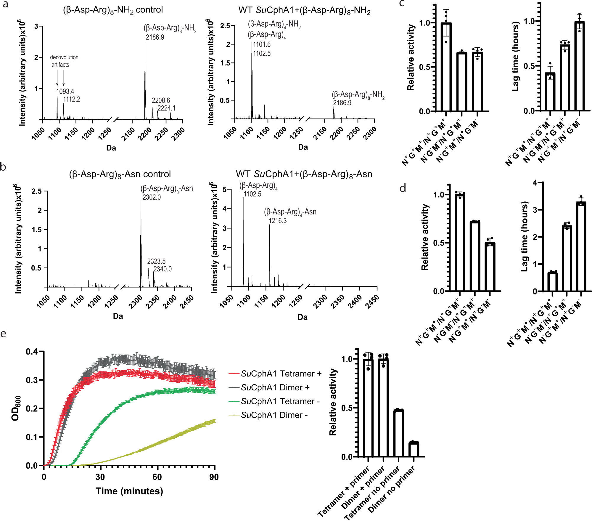 Fig. 4: Catalytic activity of the N domain and cyanophycin synthesis by dimeric CphA1.