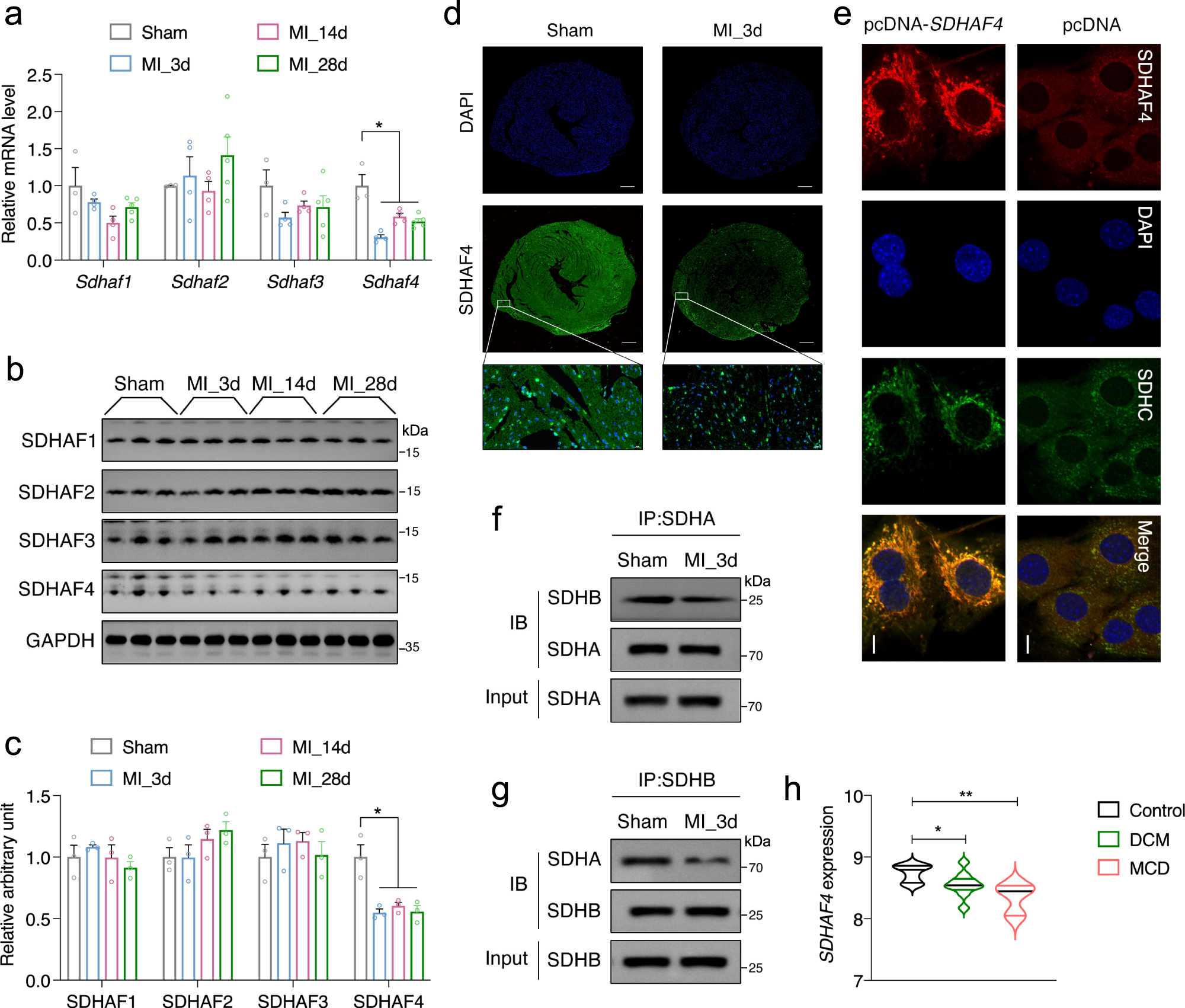 Cardiac disruption of SDHAF4-mediated mitochondrial complex II assembly  promotes dilated cardiomyopathy | Nature Communications