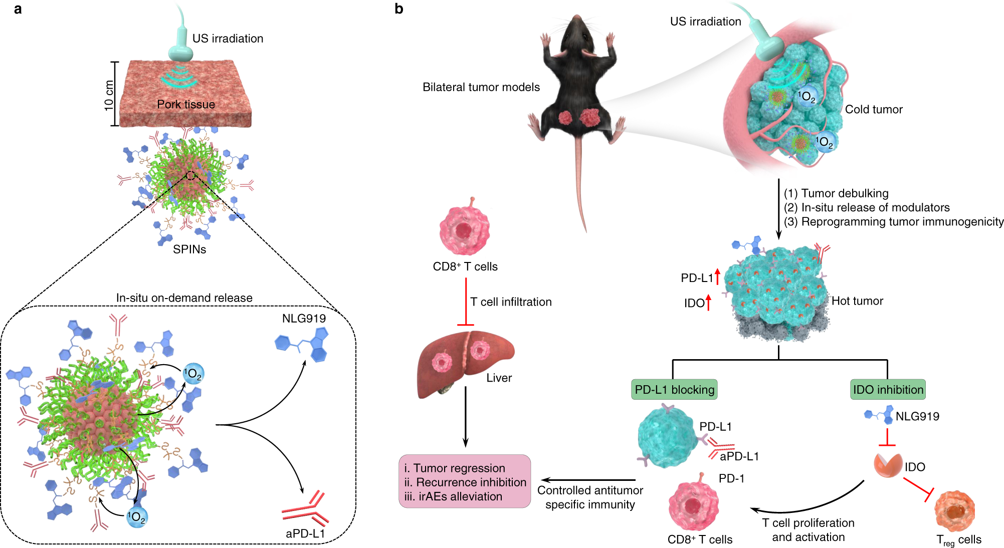 Precision cancer sono-immunotherapy using deep-tissue activatable  semiconducting polymer immunomodulatory nanoparticles | Nature  Communications