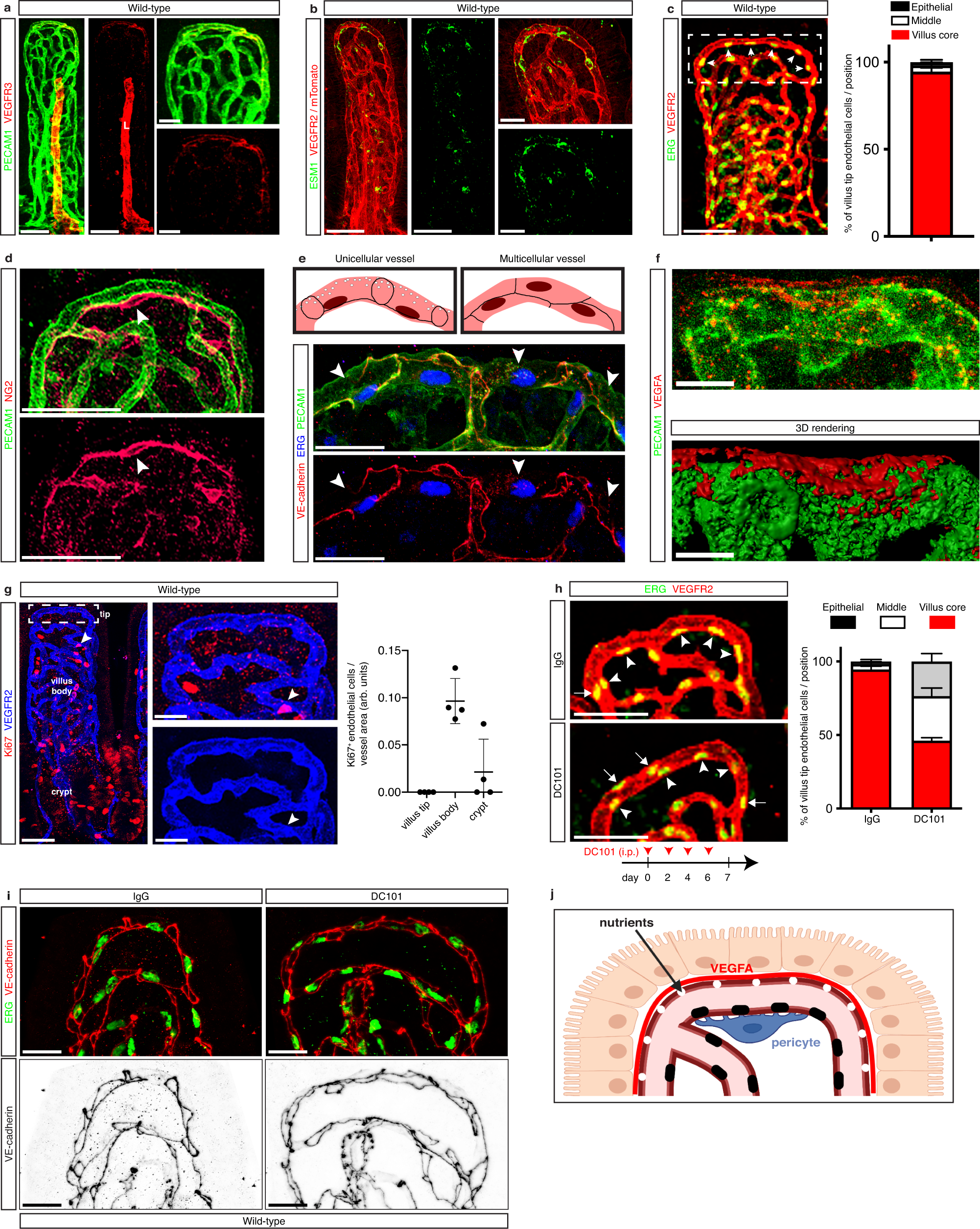 ADAMTS18+ villus tip telocytes maintain a polarized VEGFA signaling domain  and fenestrations in nutrient-absorbing intestinal blood vessels | Nature  Communications