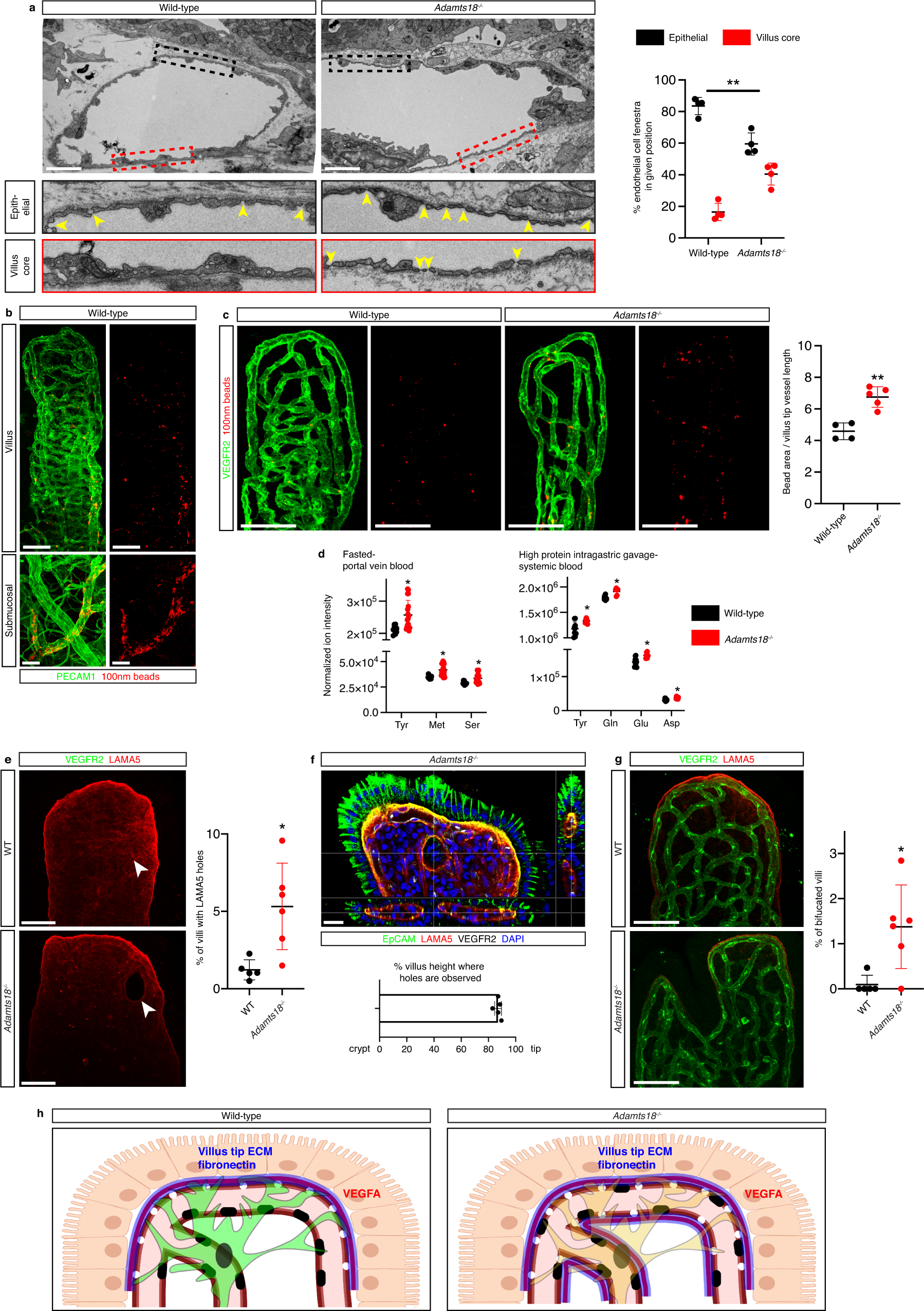 Fig. 6: ADAMTS18 promotes villus tip vessel and epithelial cell integrity.