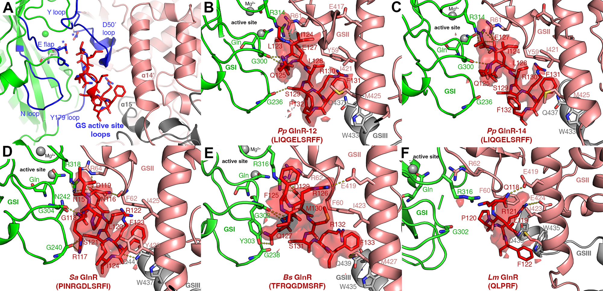 Fig. 4: Cryo-EM FBI-GS-GlnR  structures reveal GlnR binds in the GS active site.