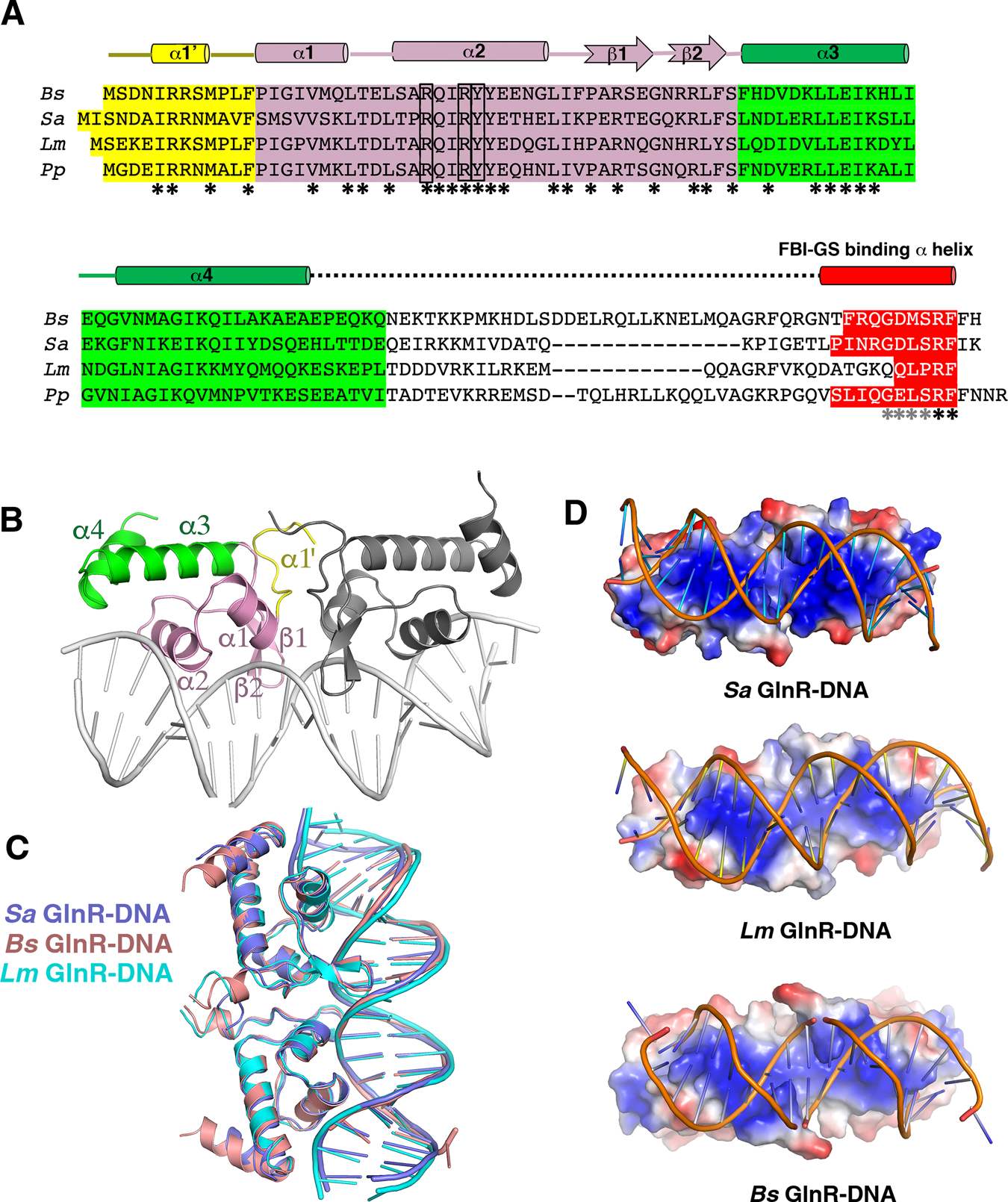 Fig. 7: GlnR–DNA structures.