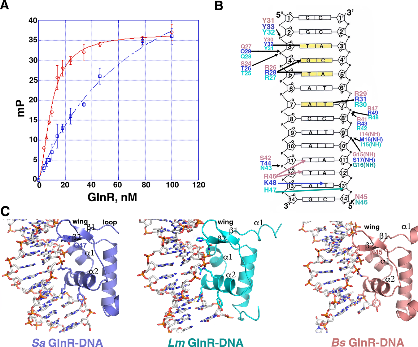 Fig. 8: GlnR-DNA contacts.