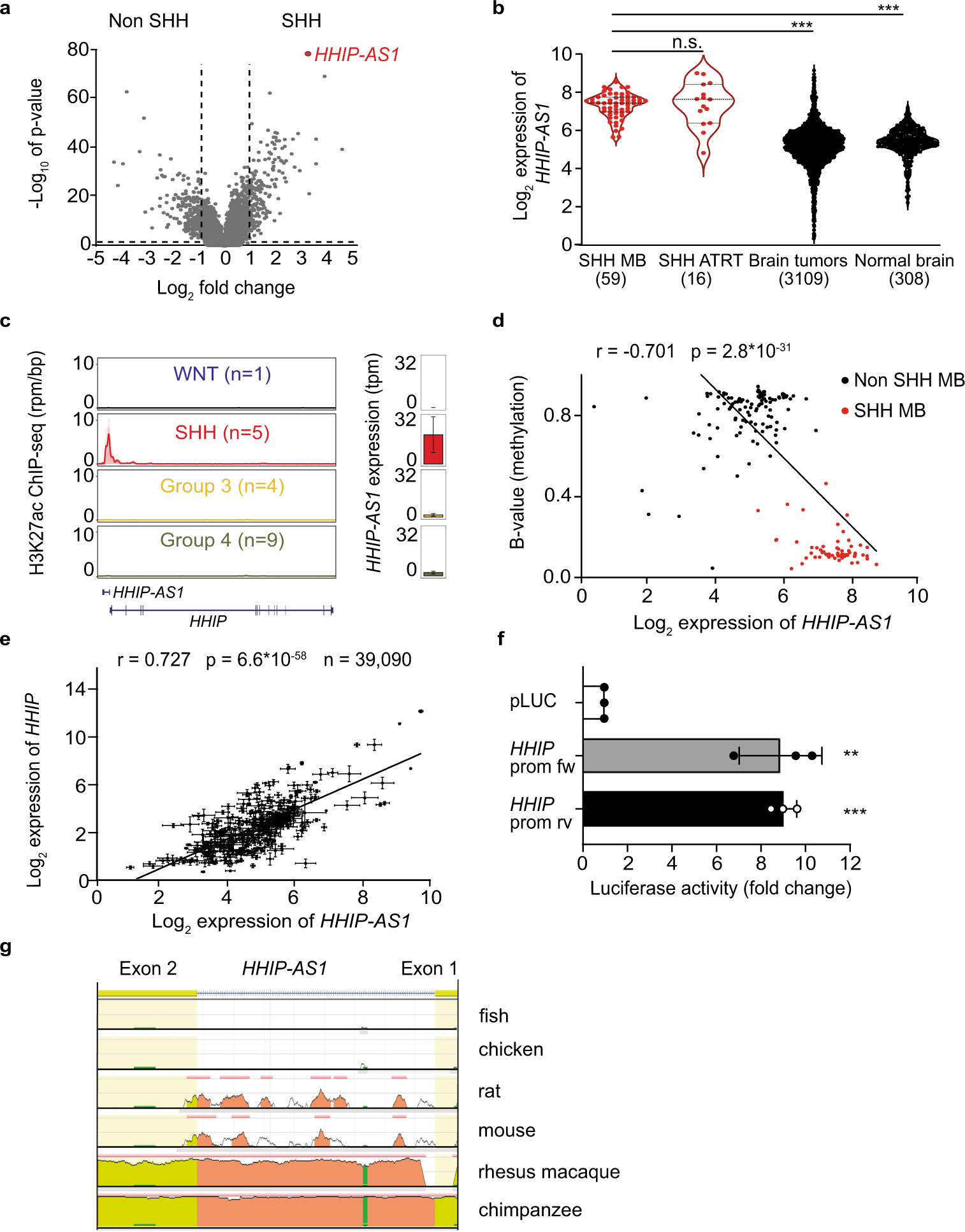 The HHIP-AS1 lncRNA promotes tumorigenicity through stabilization of dynein  complex 1 in human SHH-driven tumors | Nature Communications