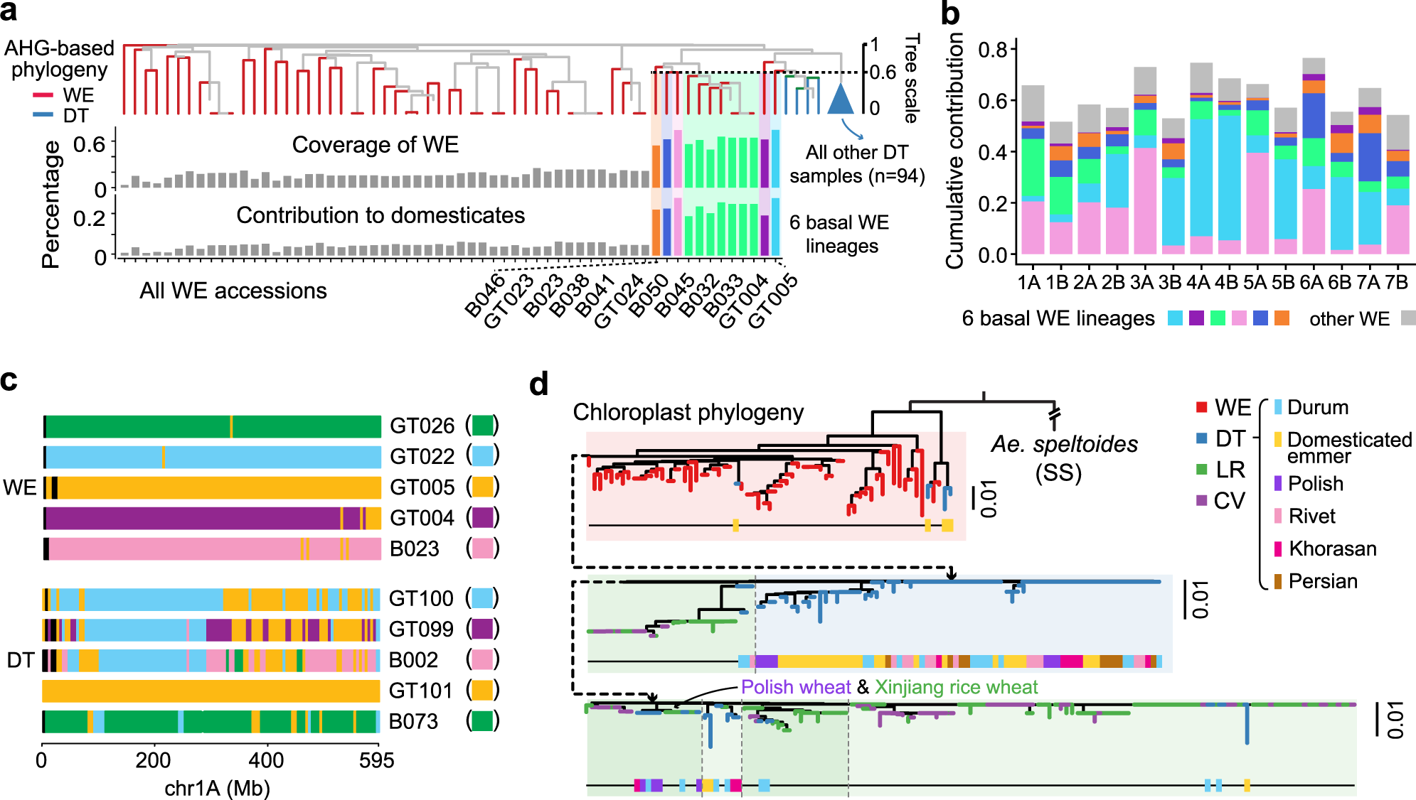 Fig. 3: Tracing the basal lineages for wheat domestication.