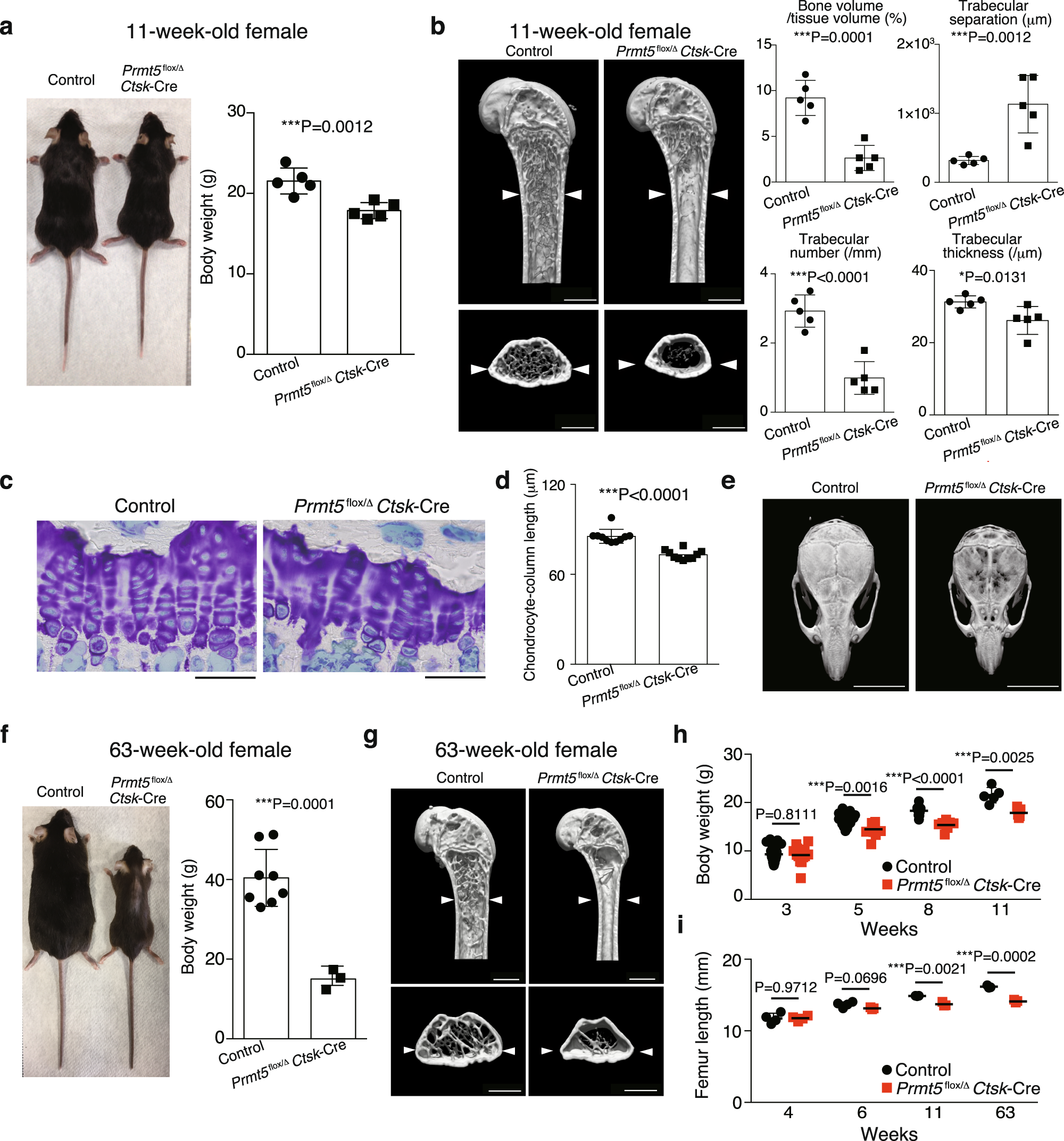 Periosteal stem cells control growth plate stem cells during postnatal skeletal growth Nature Communications