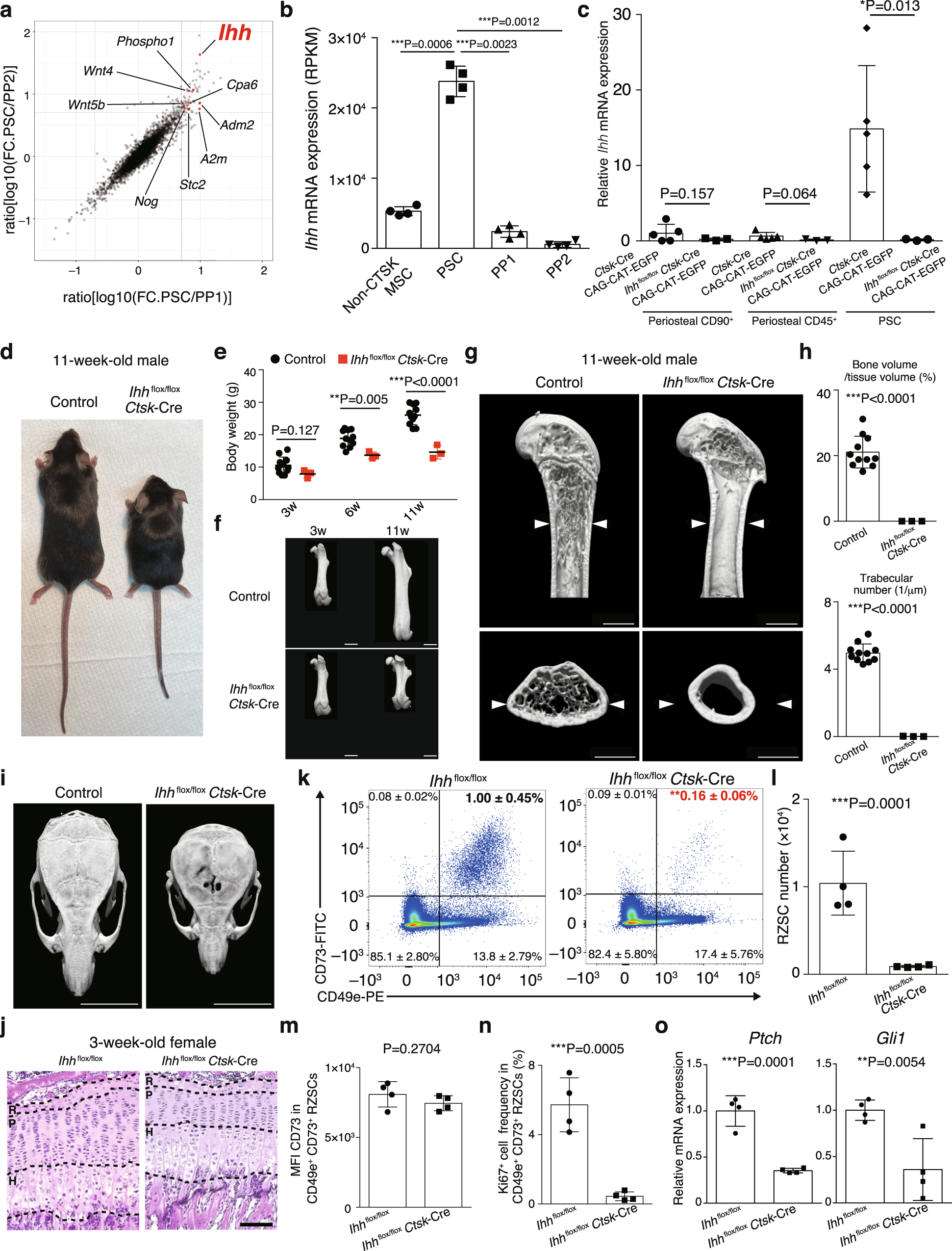 Fig. 4: PSC-derived Ihh orchestrates bone growth.