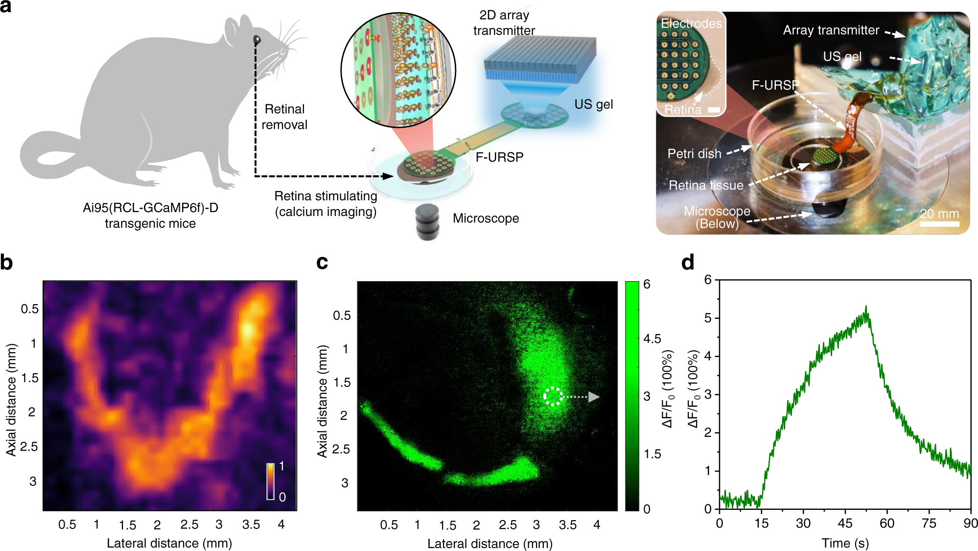 Fig. 6: Living retina stimulation of F-URSP.