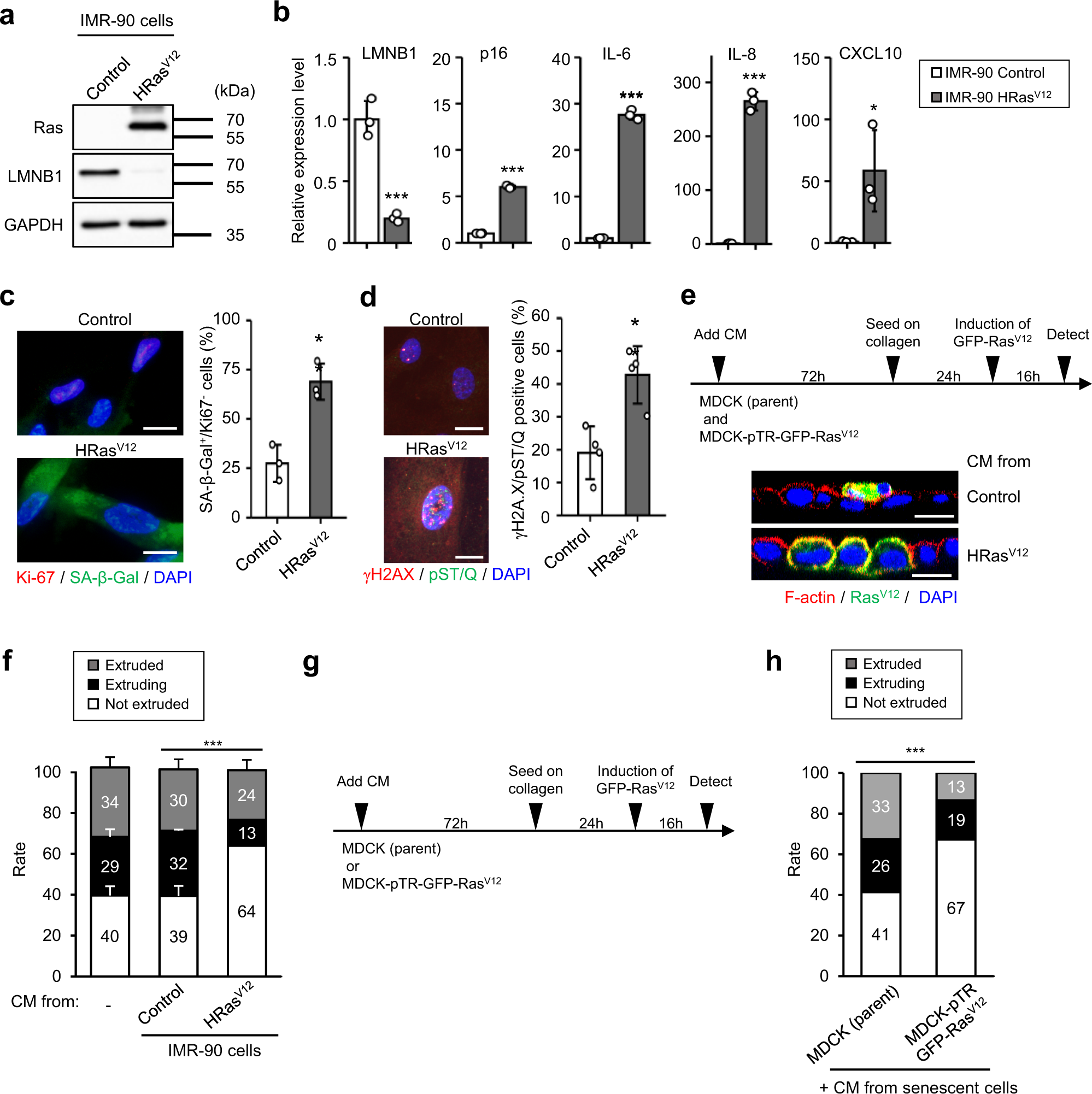 Blot reputation Harmony Hepatocyte growth factor derived from senescent cells attenuates cell  competition-induced apical elimination of oncogenic cells | Nature  Communications
