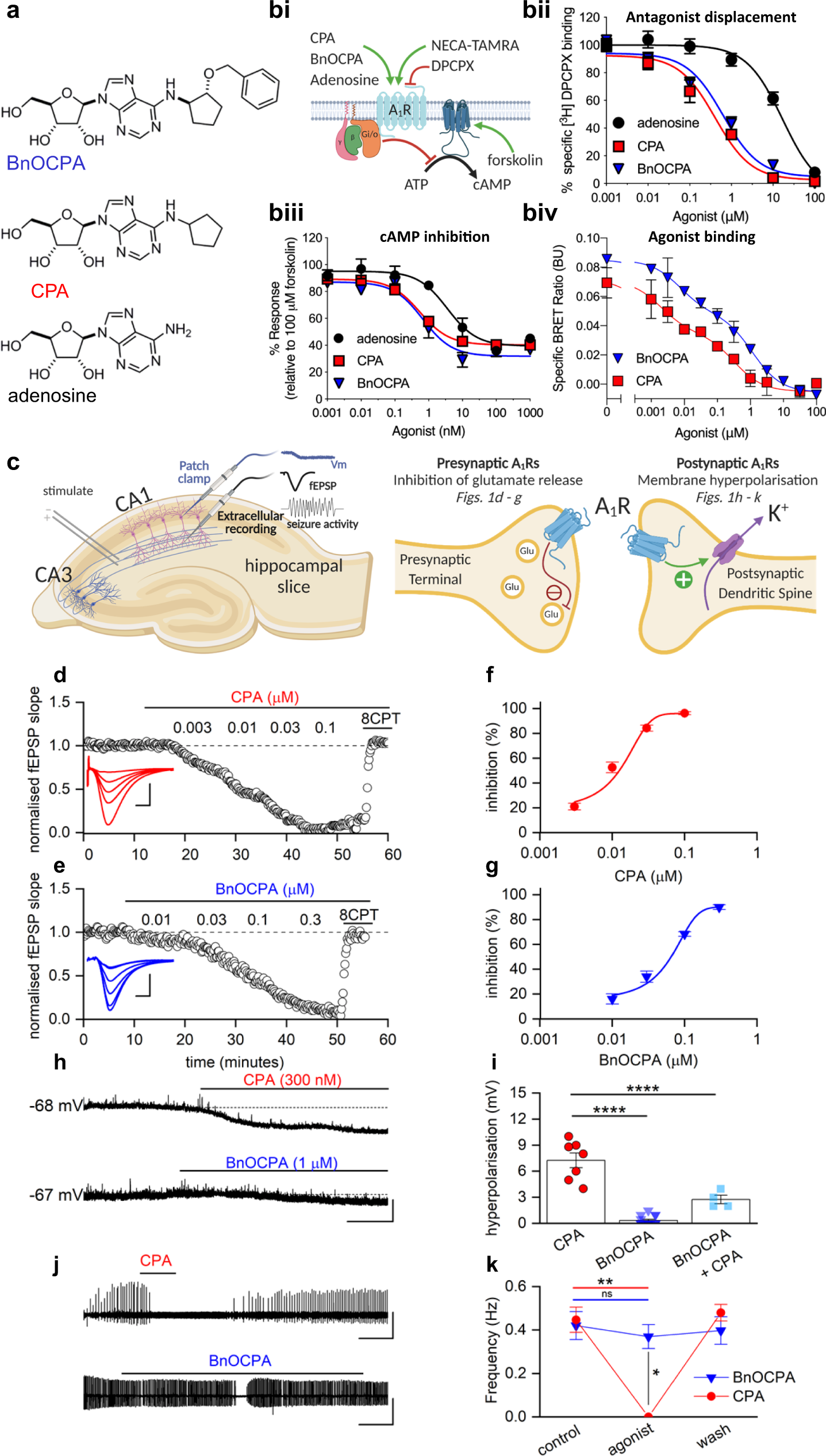 Adenosine Receptor Antagonists: Translating Medicinal Chemistry and  Pharmacology into Clinical Utility