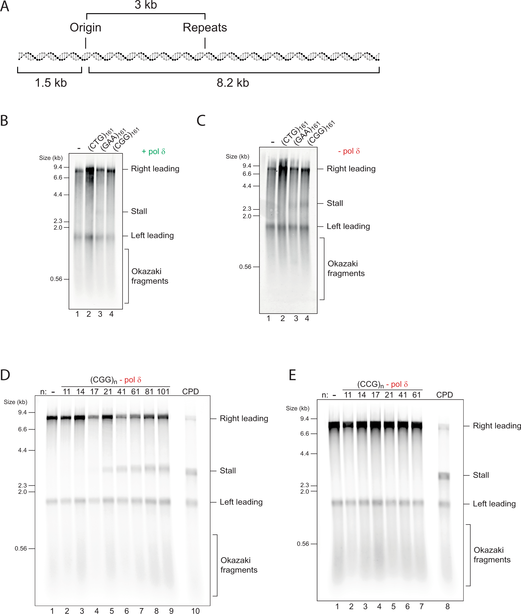 The mechanism of replication stalling and recovery within repetitive DNA |  Nature Communications