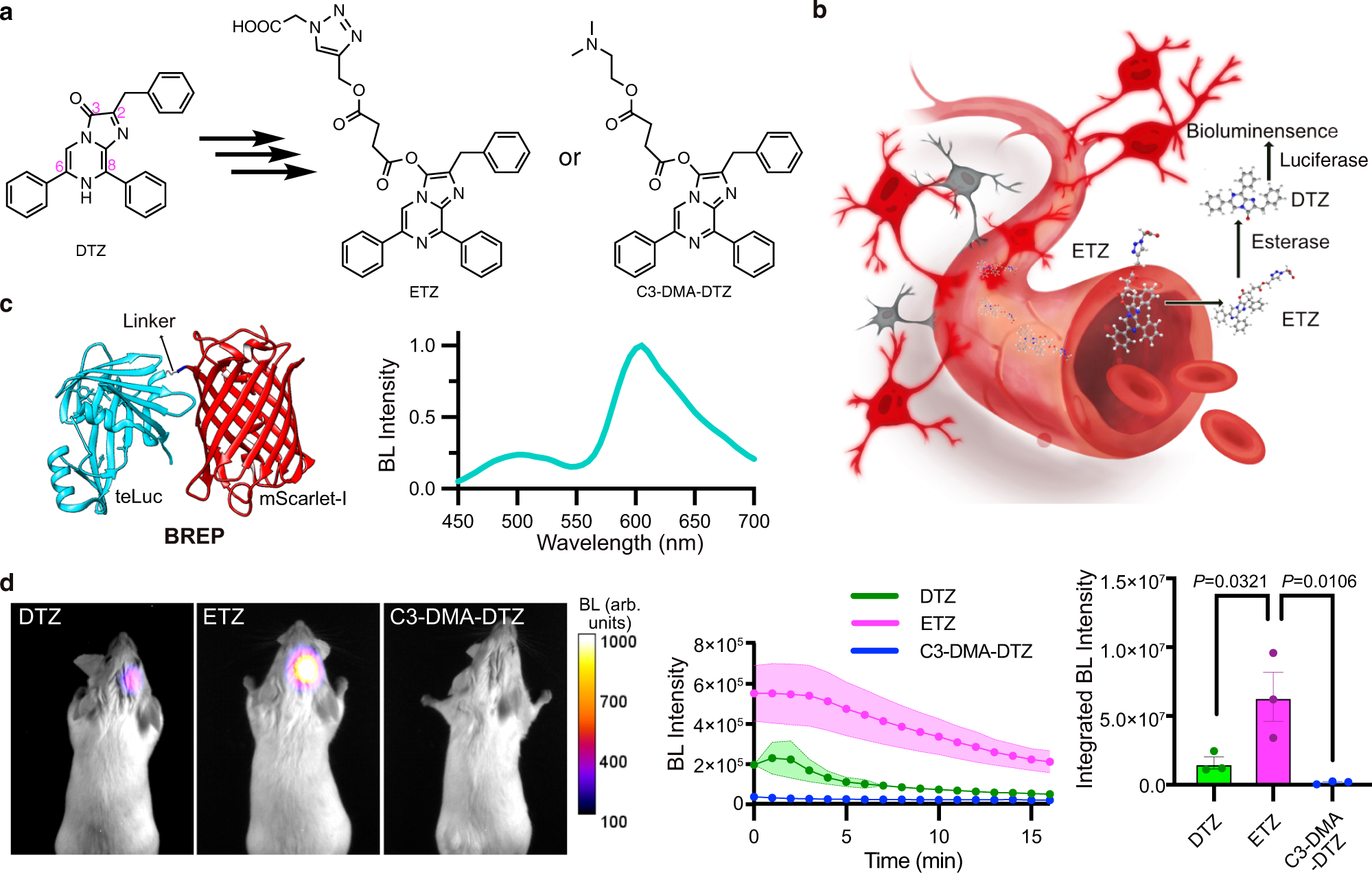A luciferase prosubstrate and a red bioluminescent calcium indicator for  imaging neuronal activity in mice | Nature Communications
